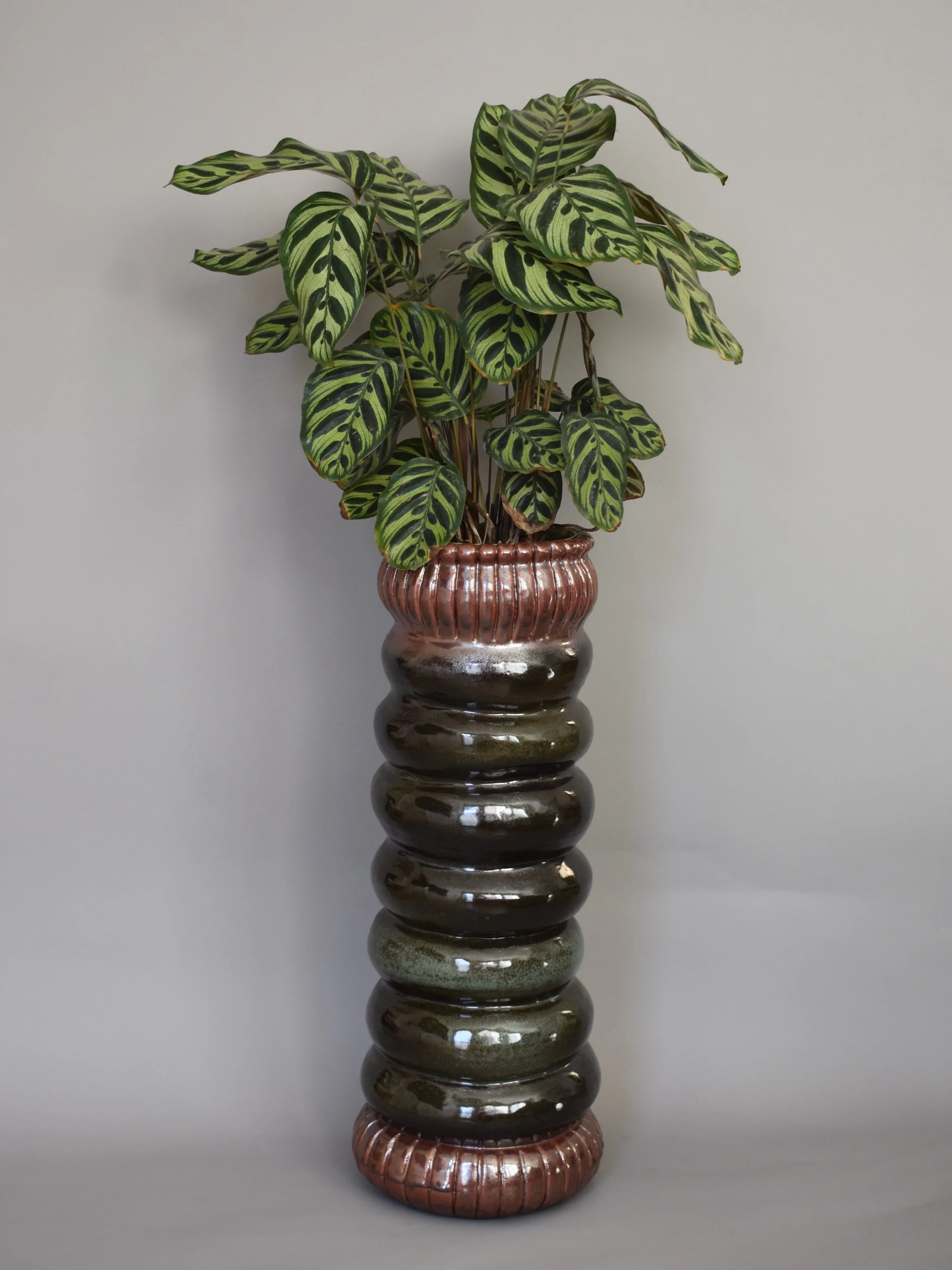 Crown Of Obesa 25" x 9.5" x 9.5"  (plant not included)