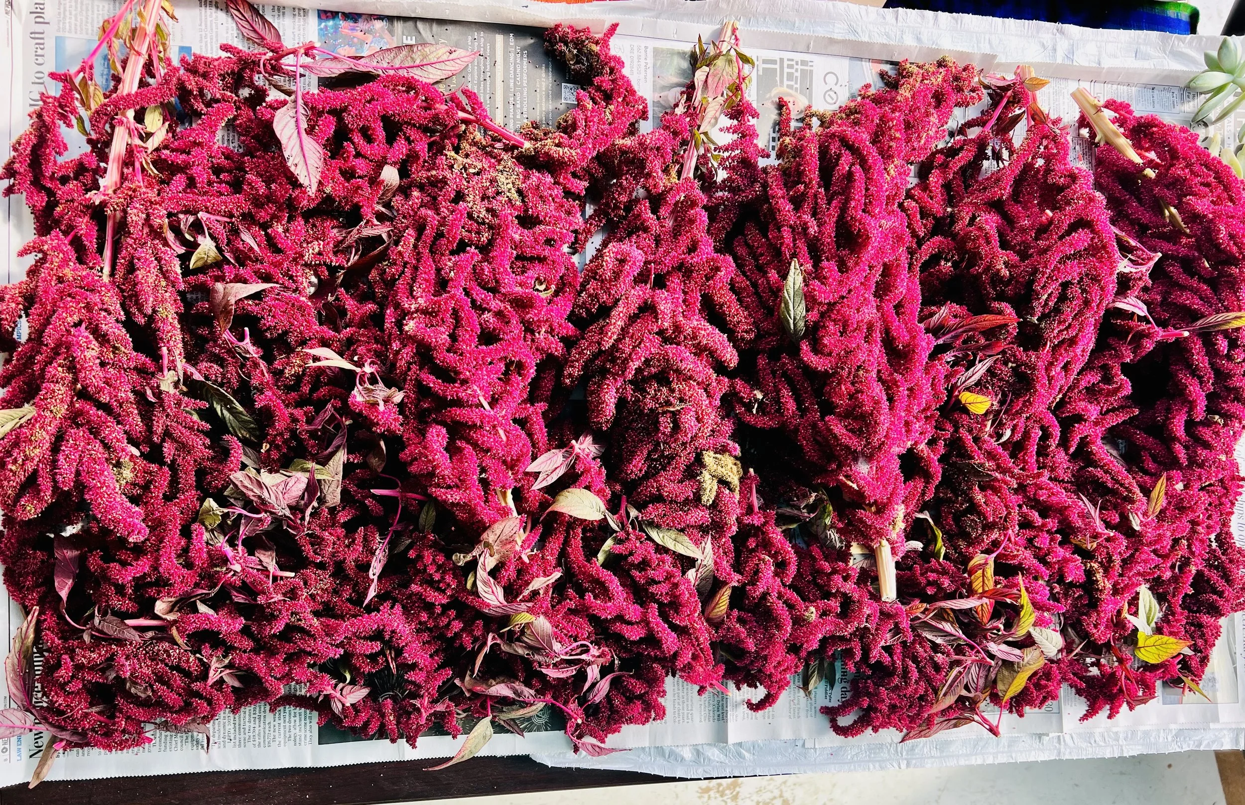 Amaranth