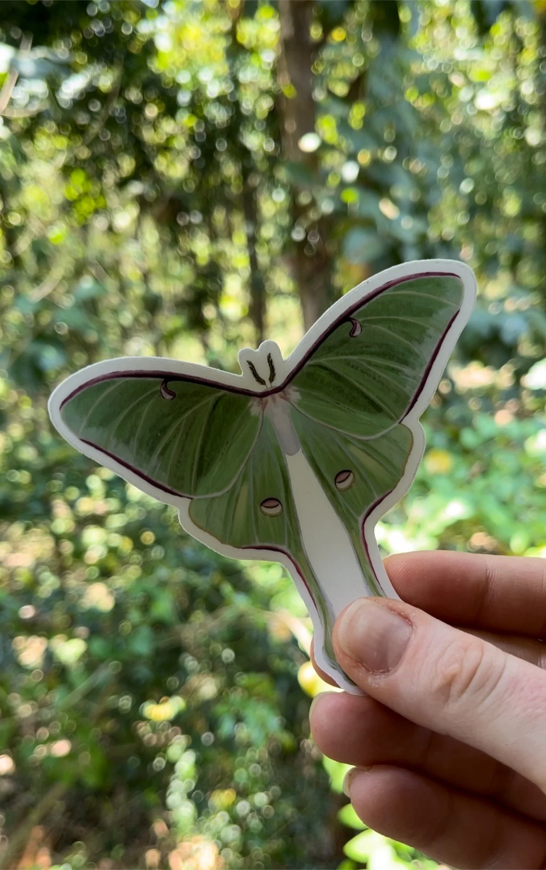 Luna moth