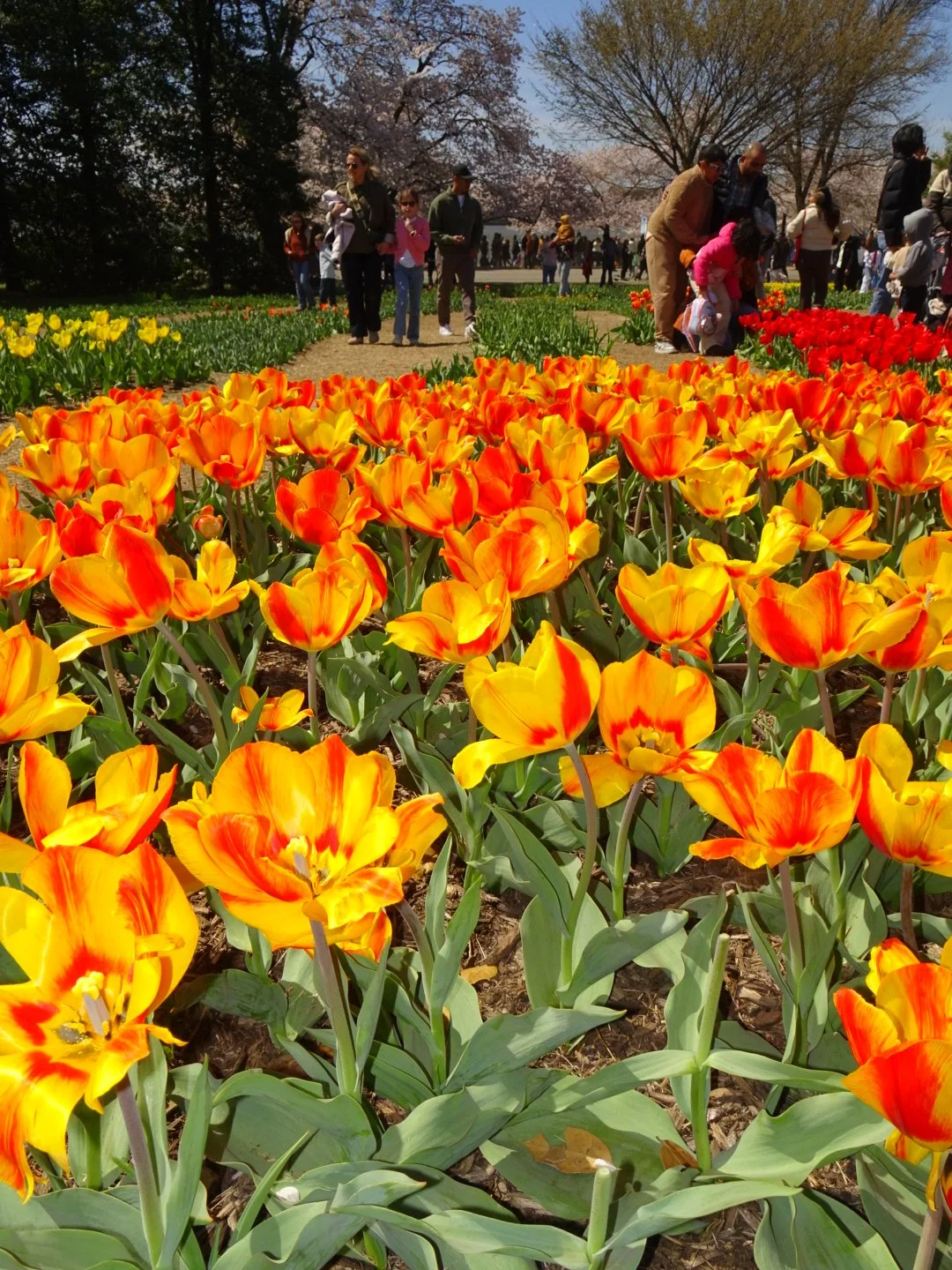 Colorful tulips in a garden with many visitors walking and enjoying the spring day.