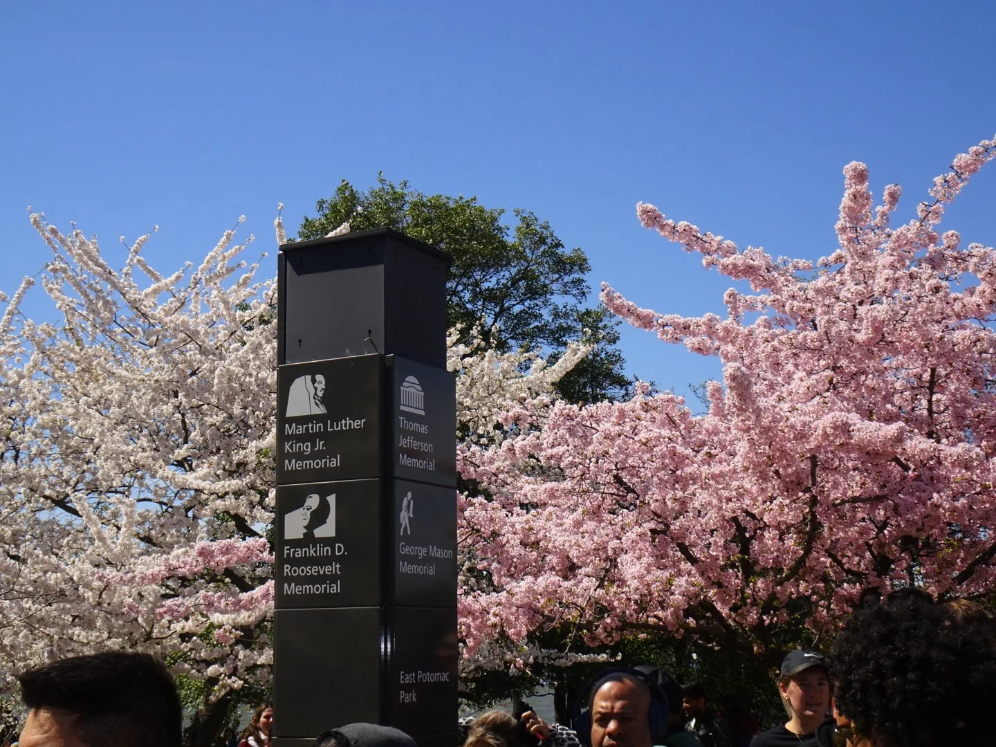 Cherry blossom trees in full bloom at East Potomac Park during spring, with a signpost directing to memorials for Martin Luther King Jr., Thomas Jefferson, Franklin D. Roosevelt, and George Mason, and people walking nearby.