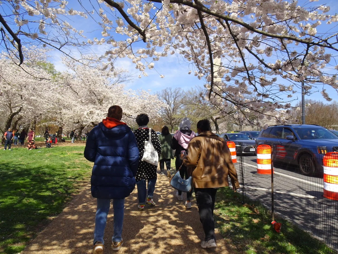 People walking along a path covered in shadow from blooming cherry blossom trees in a park, with parked cars and orange safety barrels on the side.