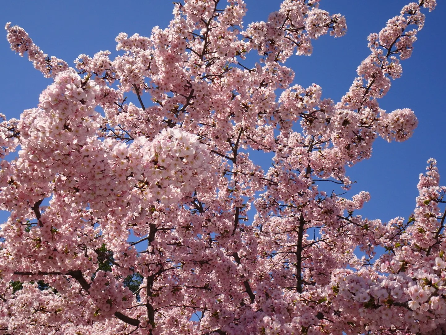 Pink cherry blossom tree in full bloom against a clear blue sky.