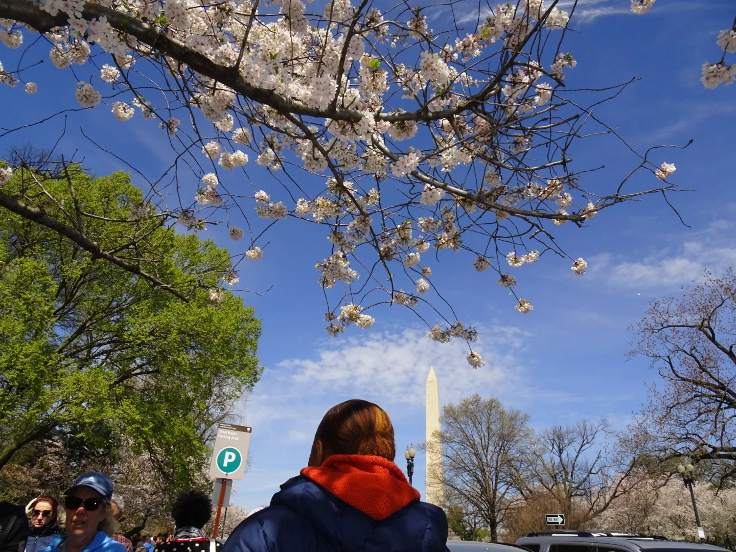 Cherry blossom trees in full bloom with the Washington Monument in the background, people walking and taking photos during daytime.