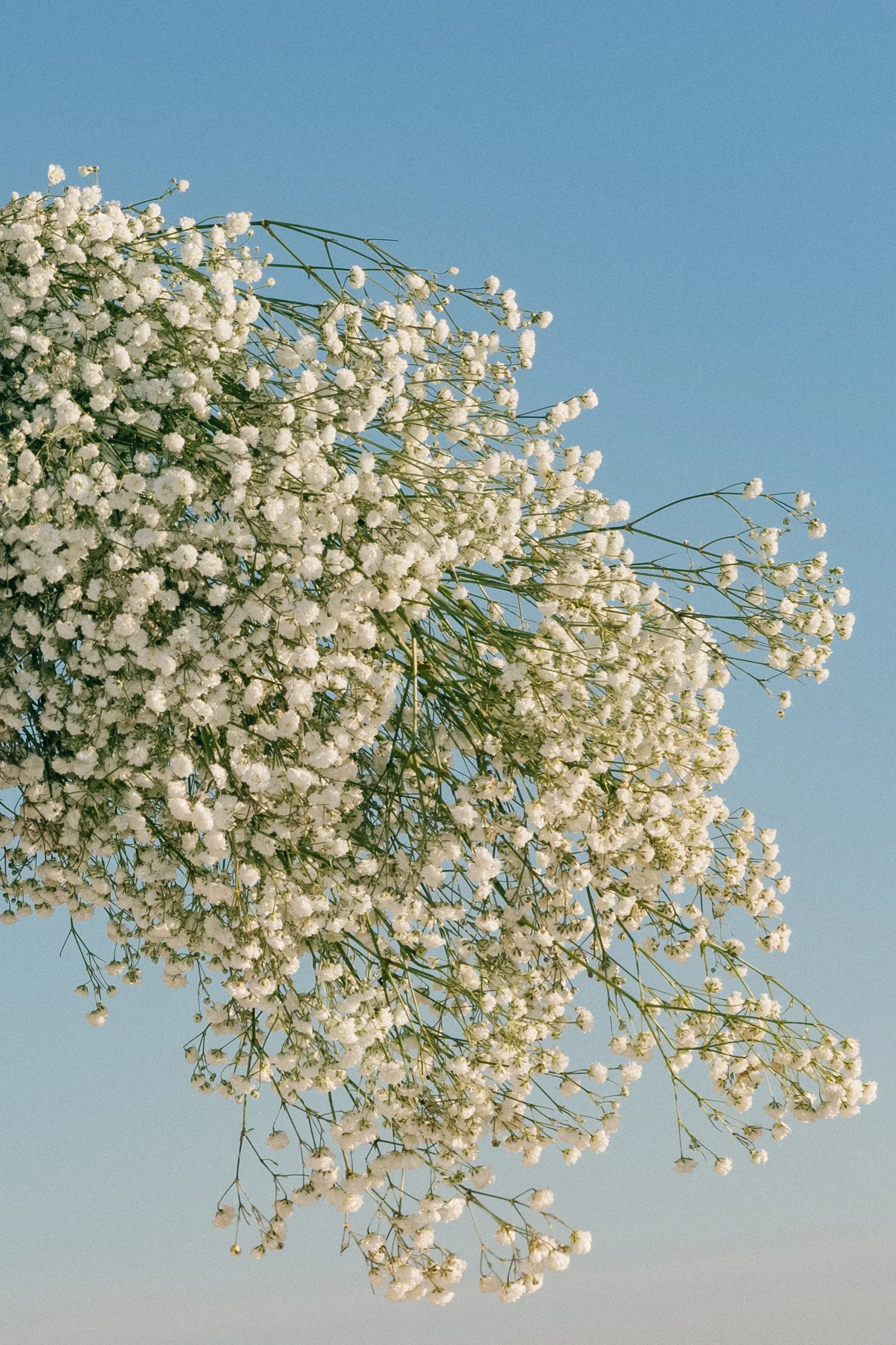 Leaves of Grass After
