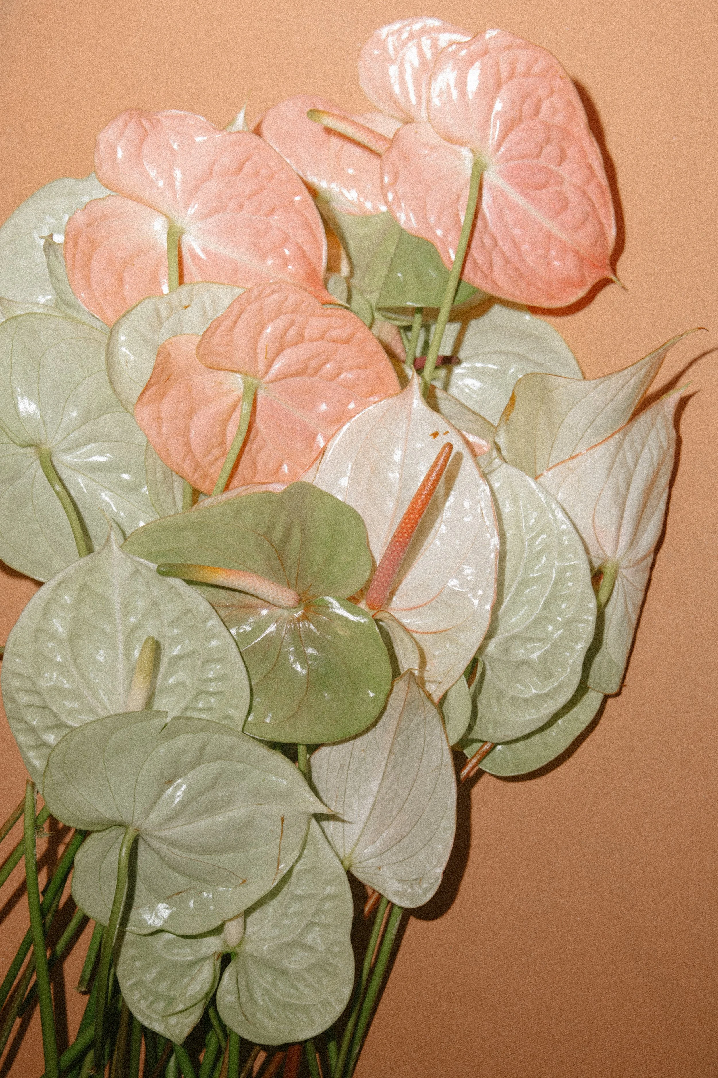 Bouquet of pink and white anthurium flowers with green stems against a peach-colored background.