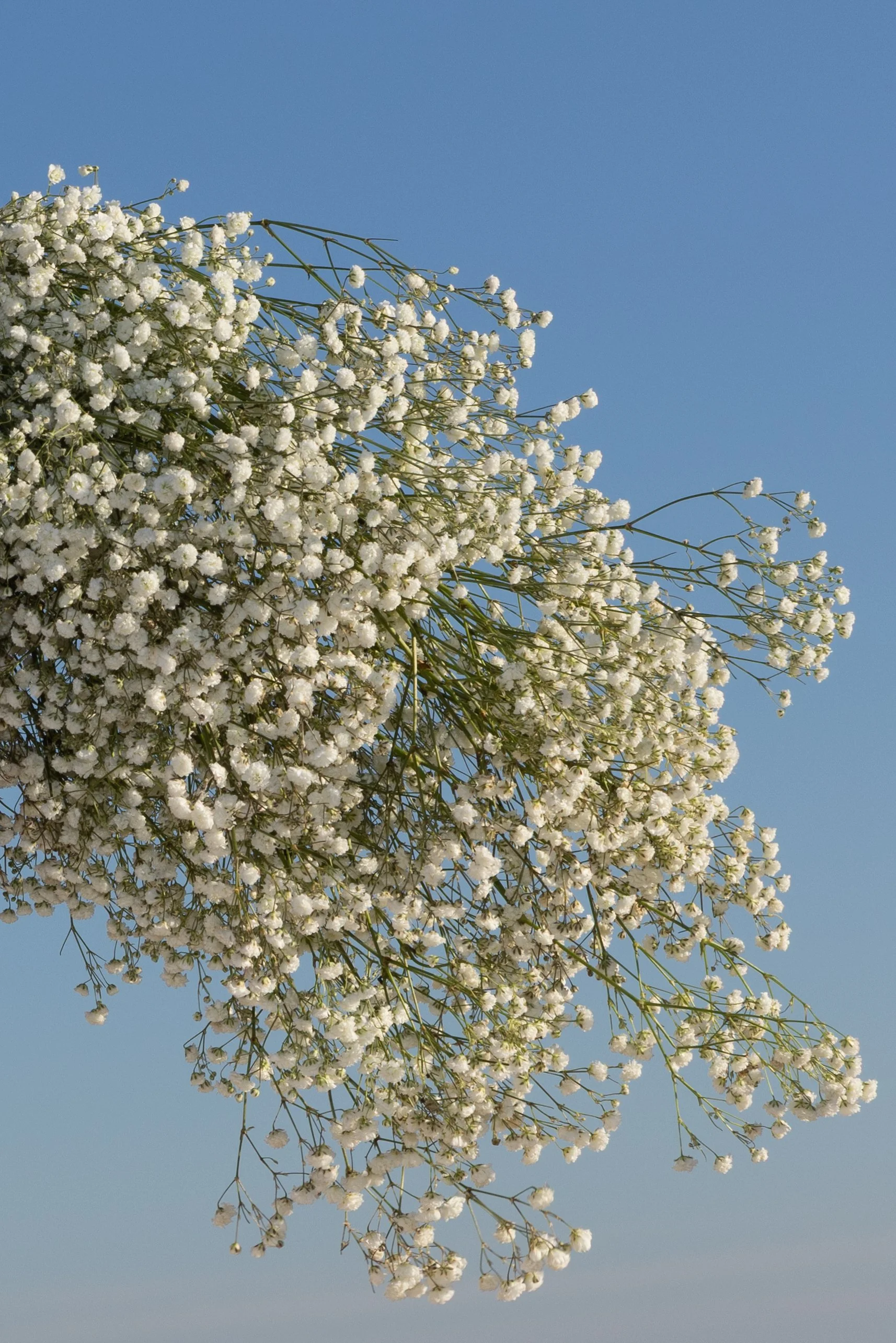 Leaves of Grass Before