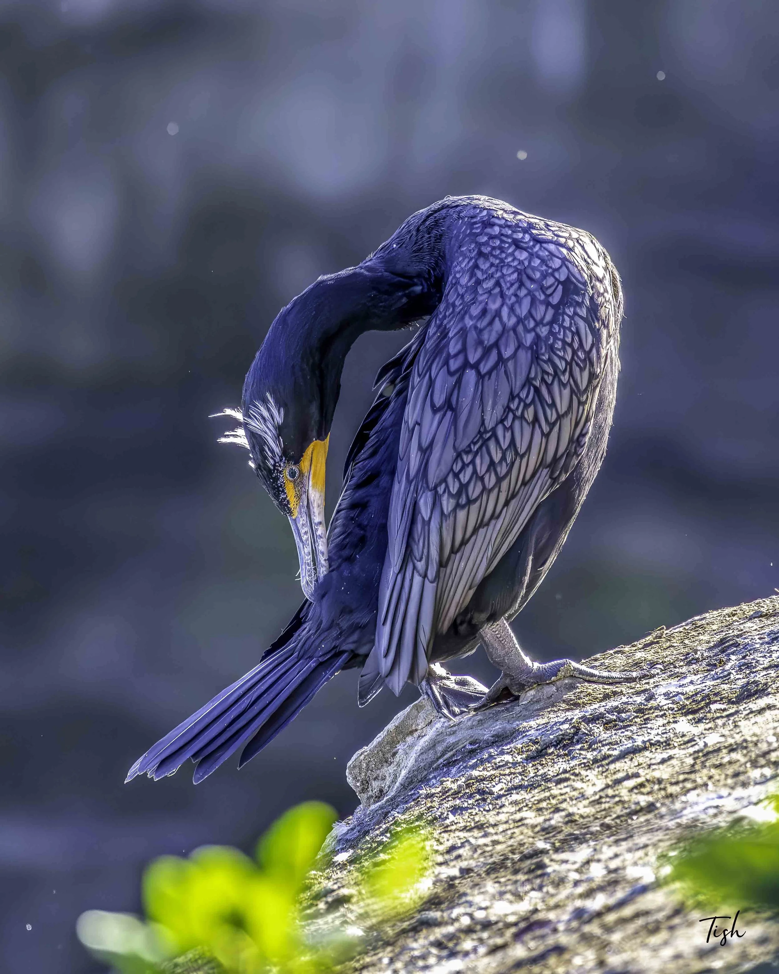 A large bird with dark blue and black feathers, with some white feathers on its head, perched on a rock, preening itself, with blurred water in the background.