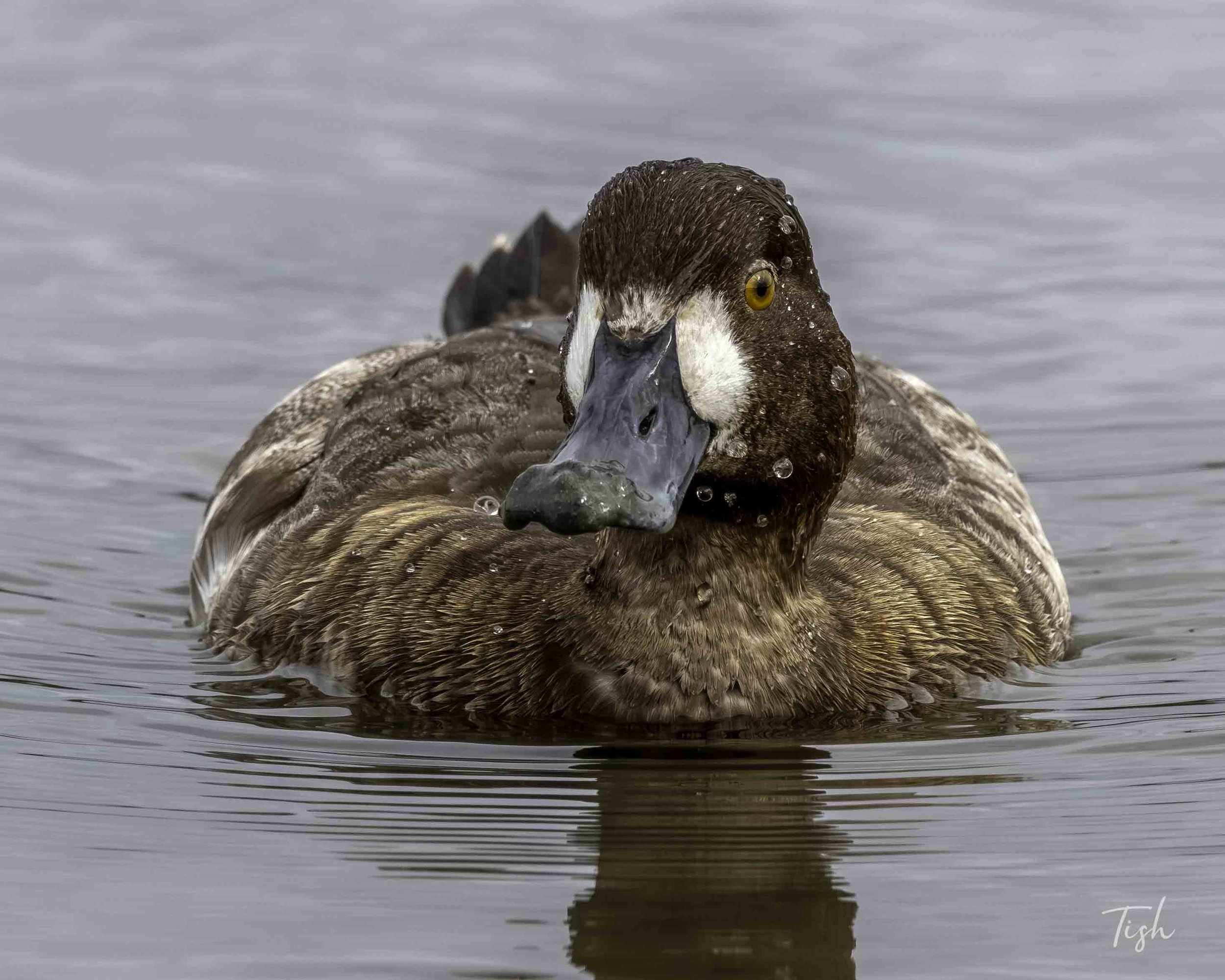 Lesser Scaup female