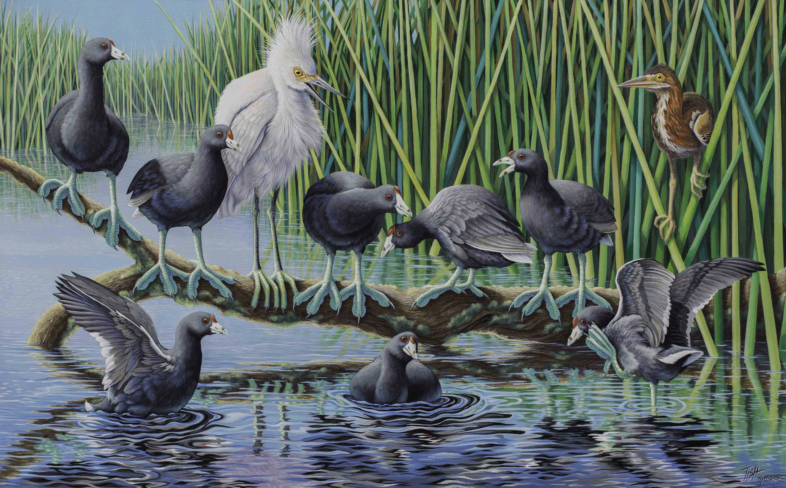 In Cahoots with Coots