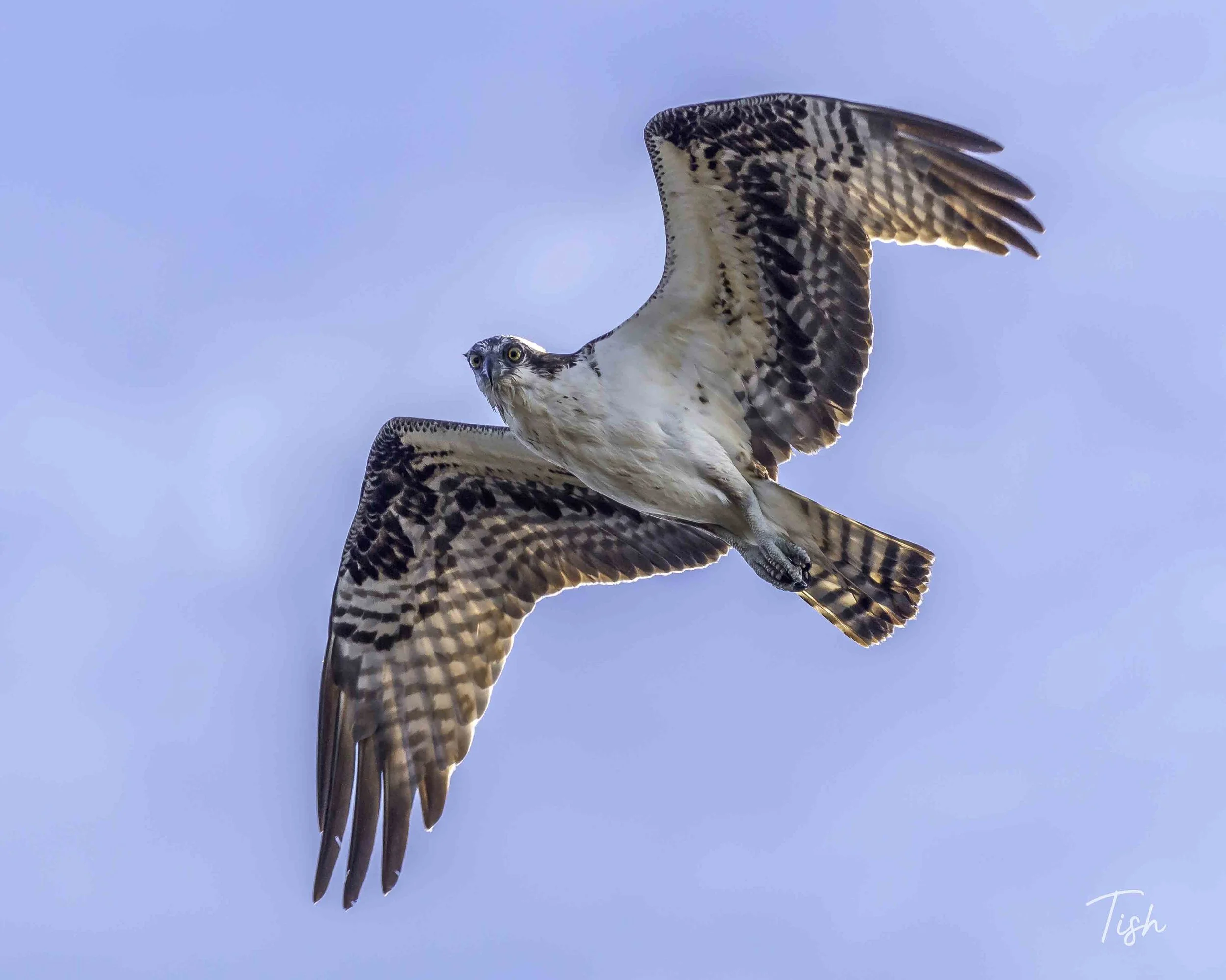 Flying Osprey