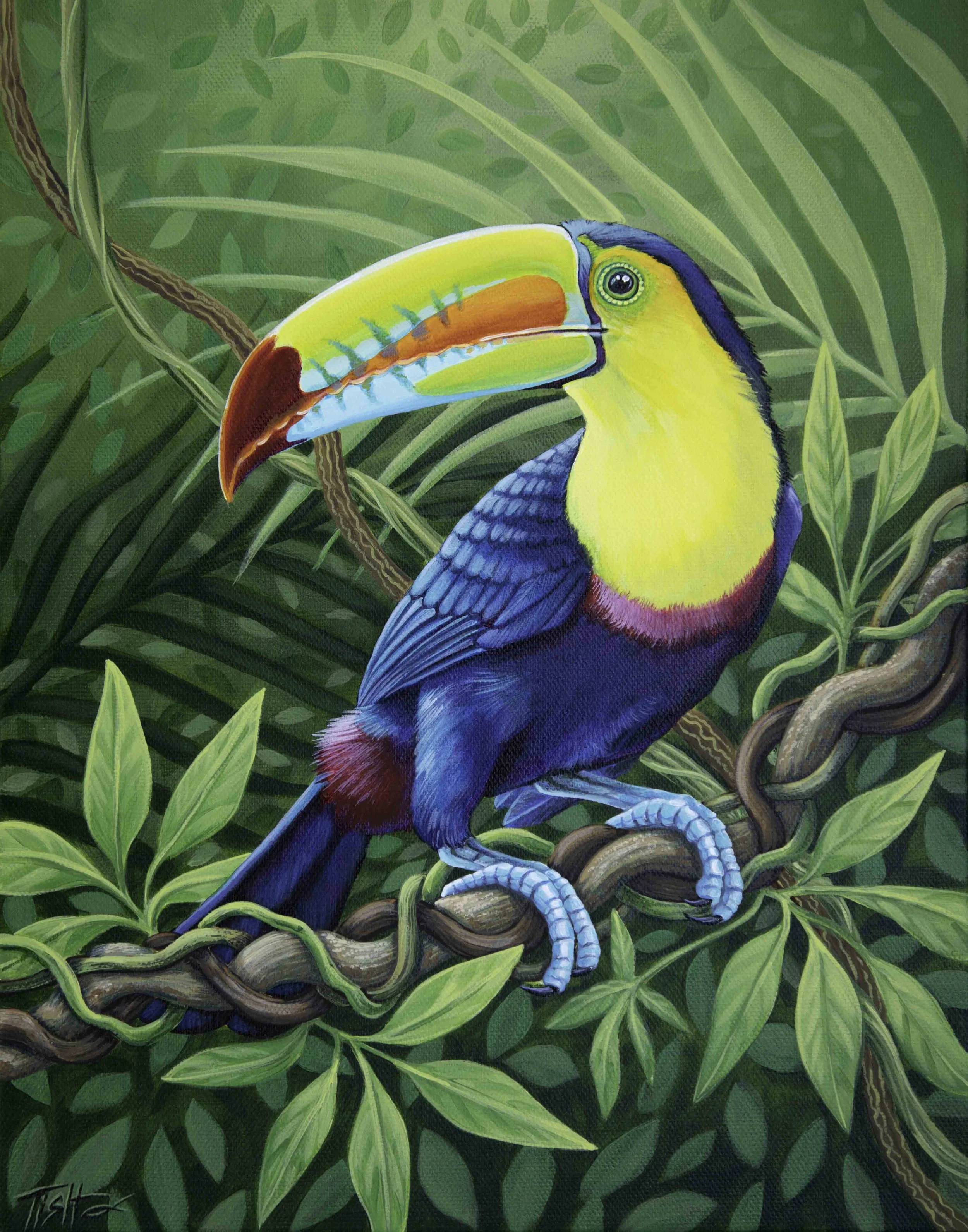 Toucan Small