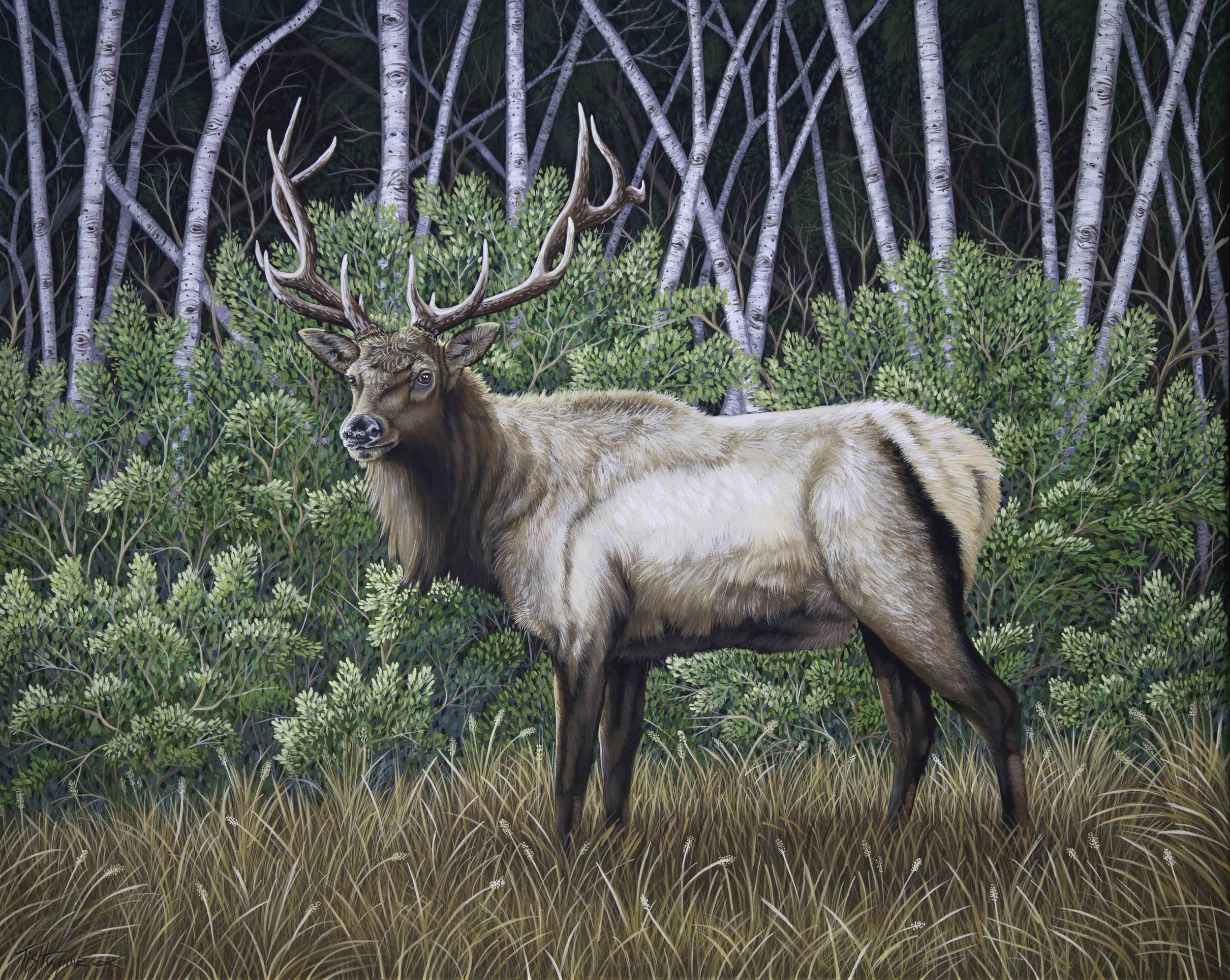 Bull Elk