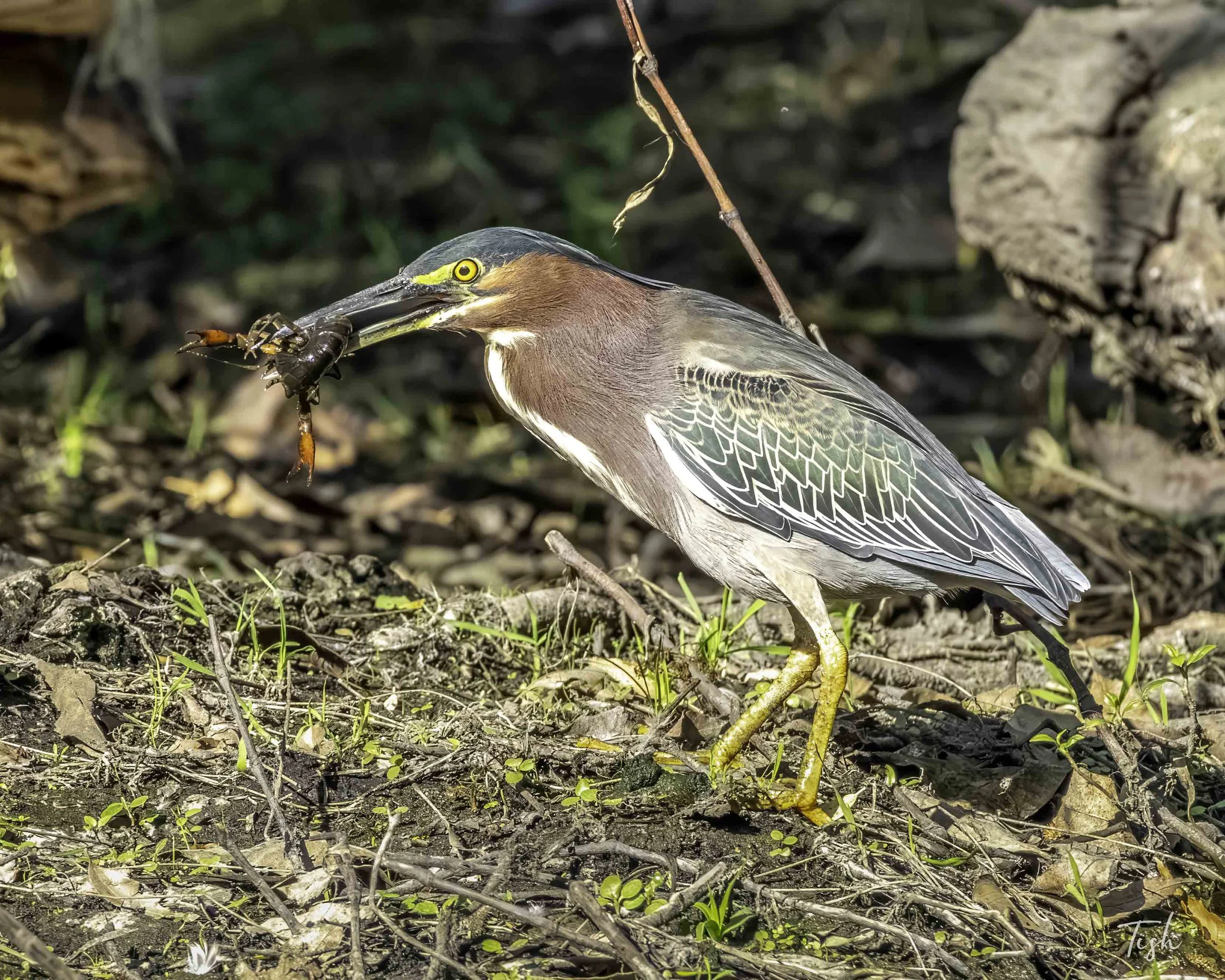A heron standing on the ground with a fish in its beak and a dragonfly in its beak in a natural outdoor setting.