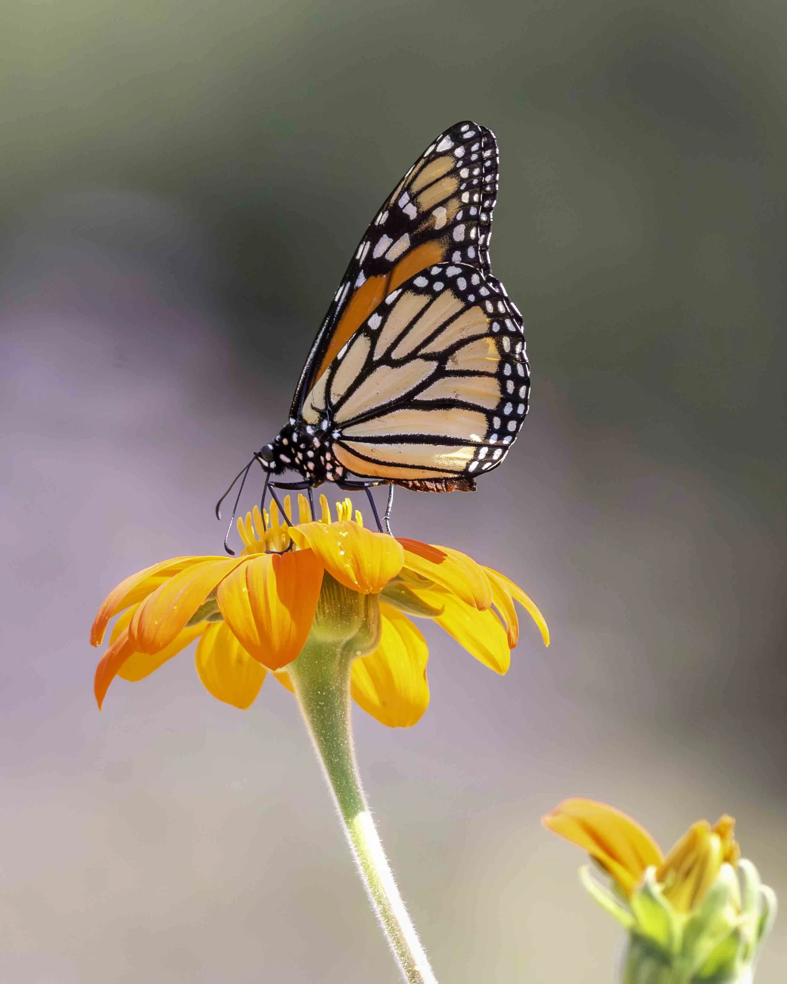 Monarch Butterfly