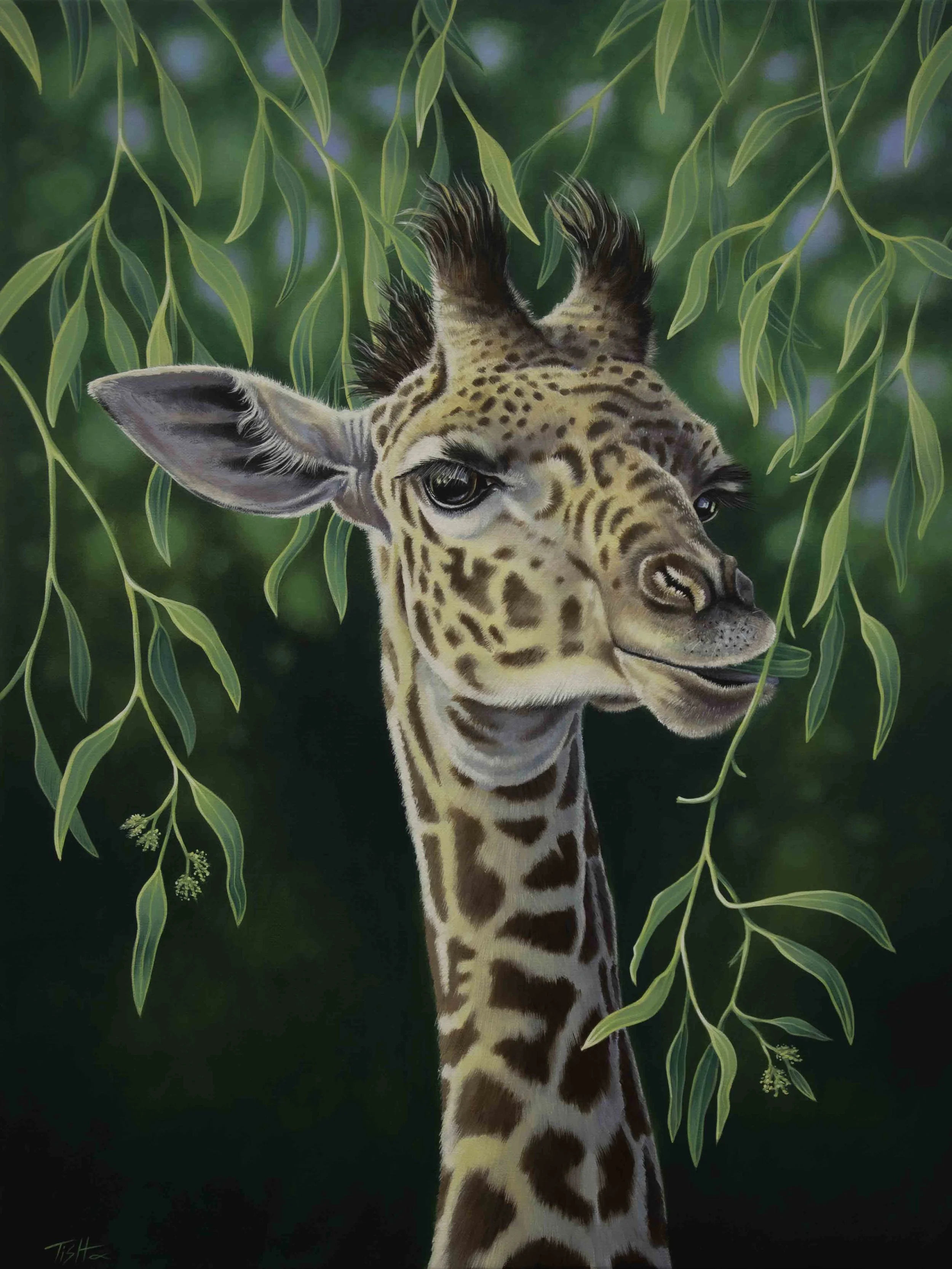 Giraffe eating leaves