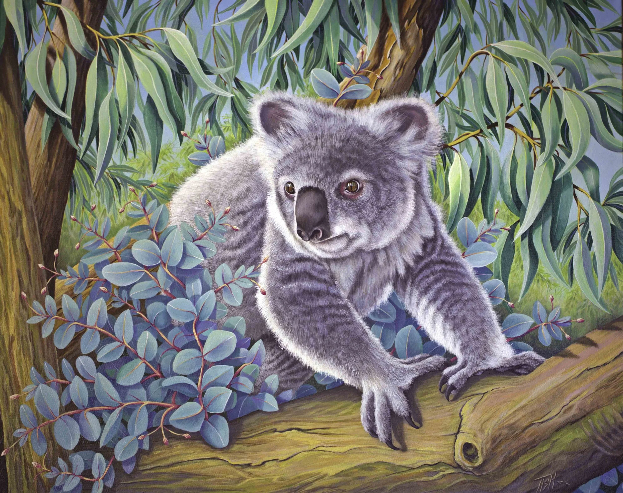 Koala
