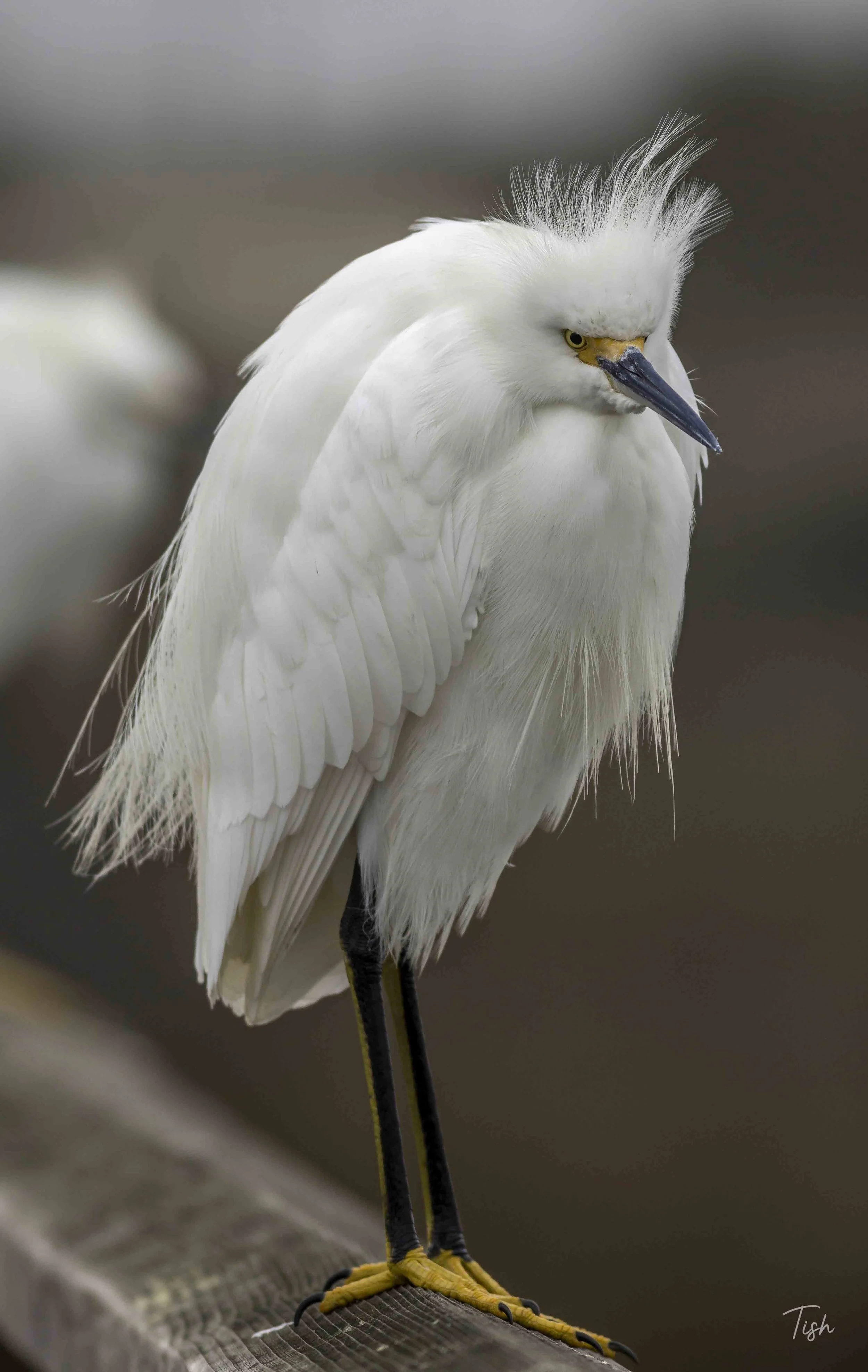 A white heron with black and yellow legs standing on a wooden railing.