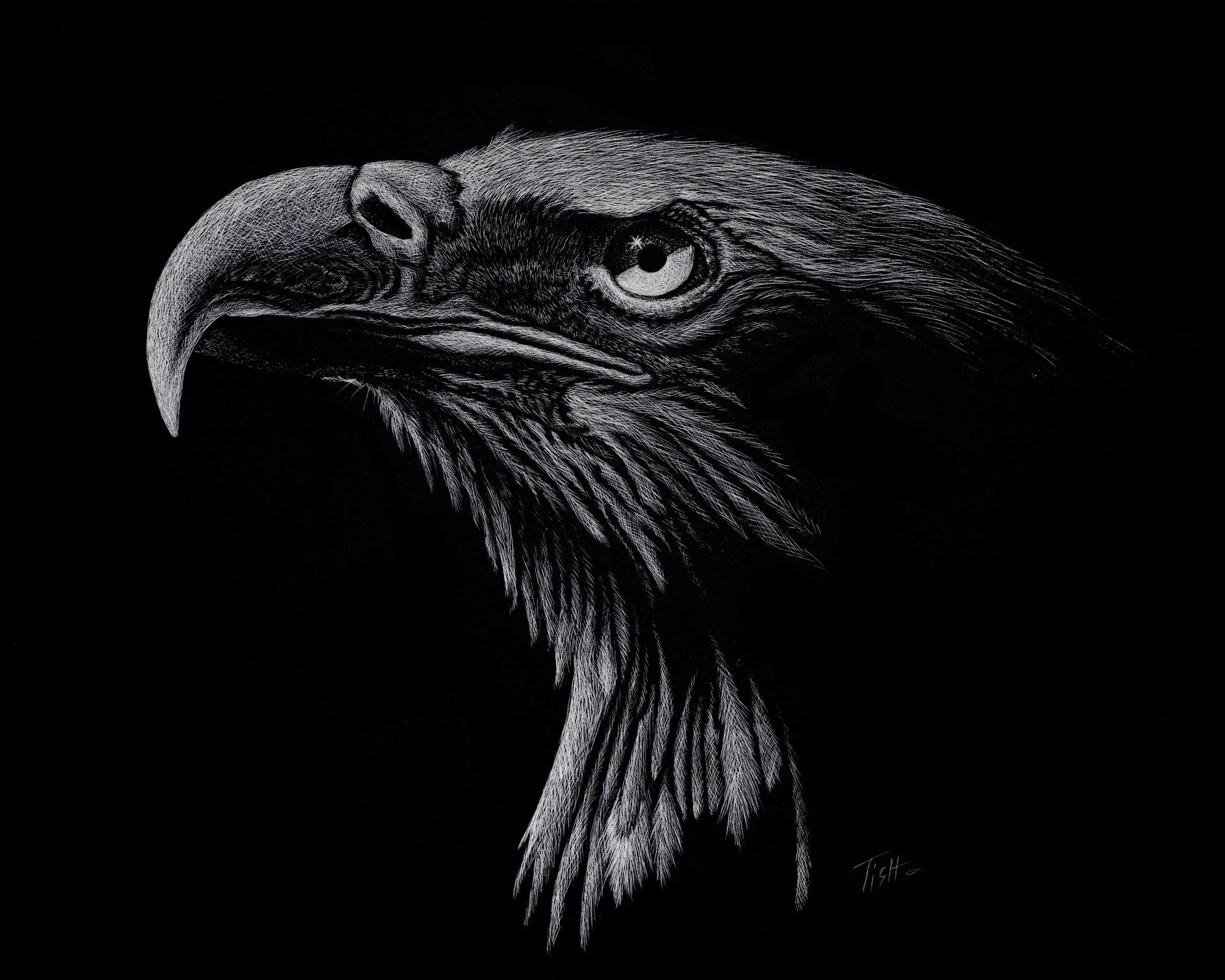 Bald Eagle Portrait Scratchboard