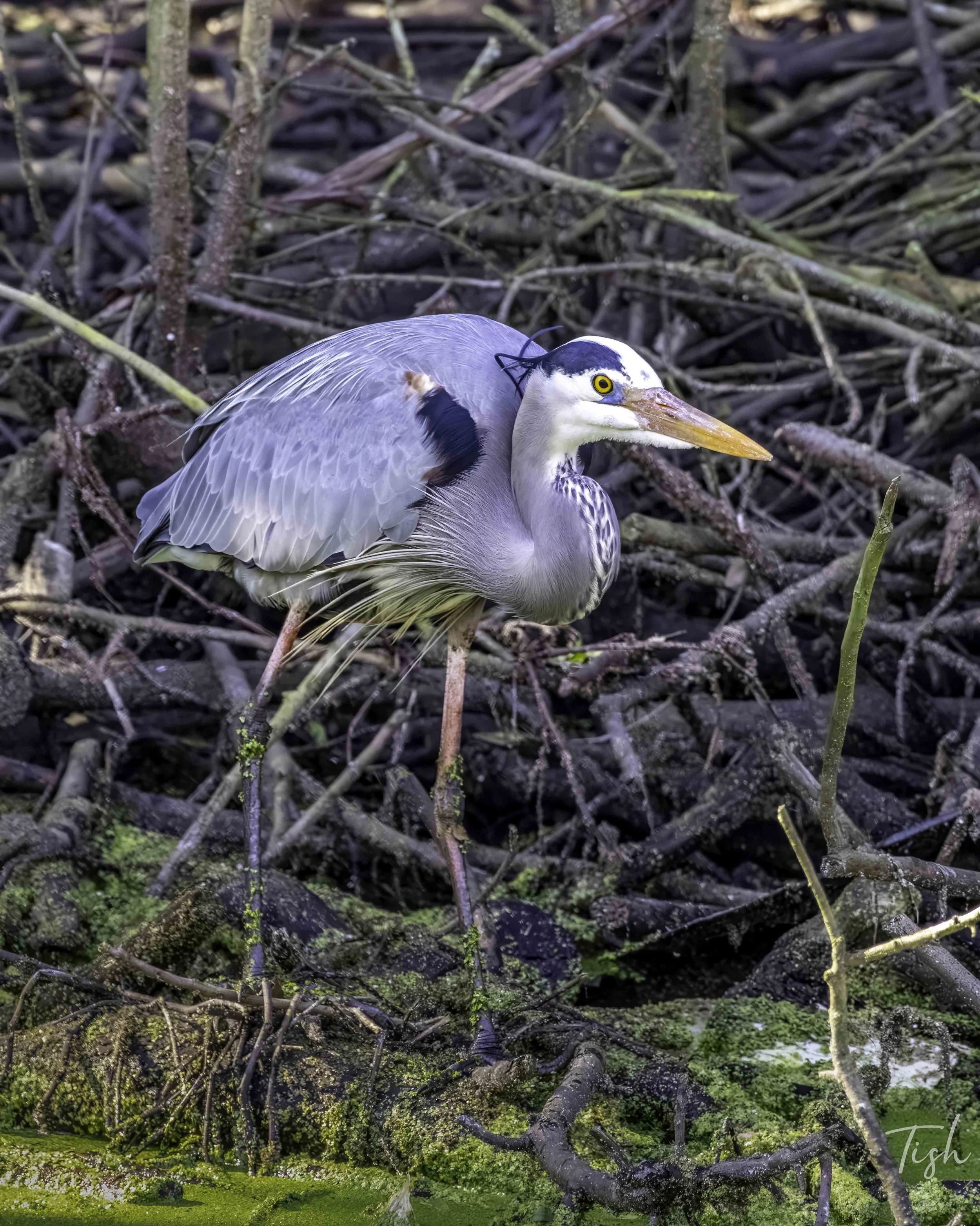 A gray heron standing in a marsh among twigs and moss.