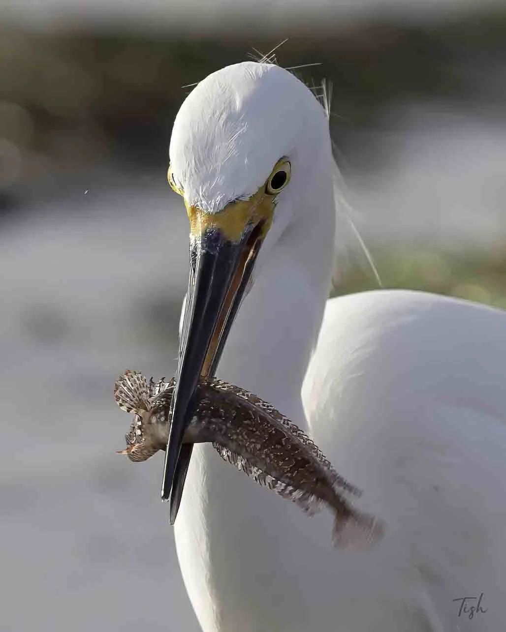 A close-up of a great egret holding a fish in its beak.
