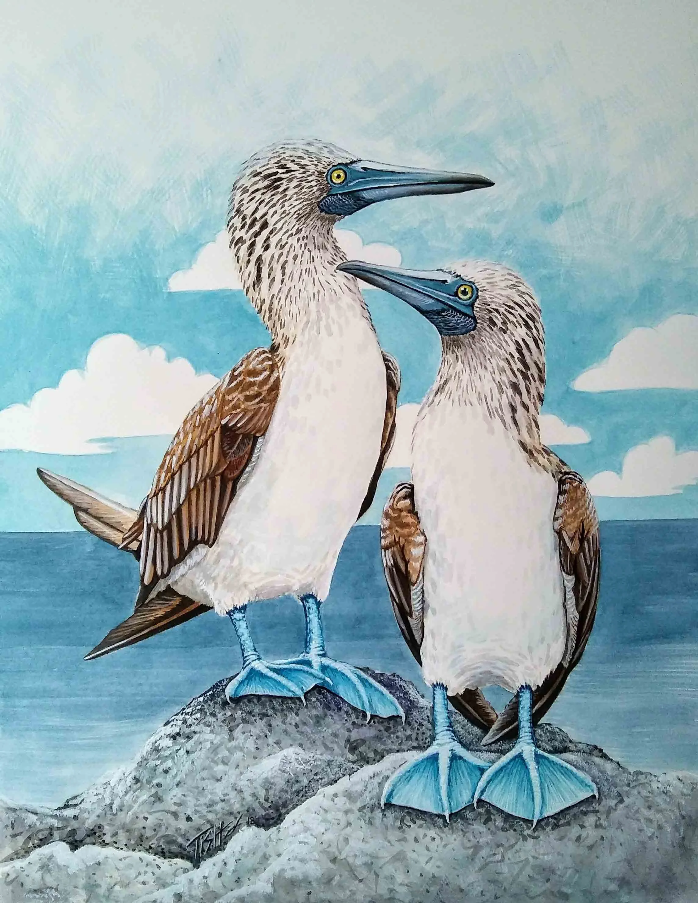 Blue Footed Boobies