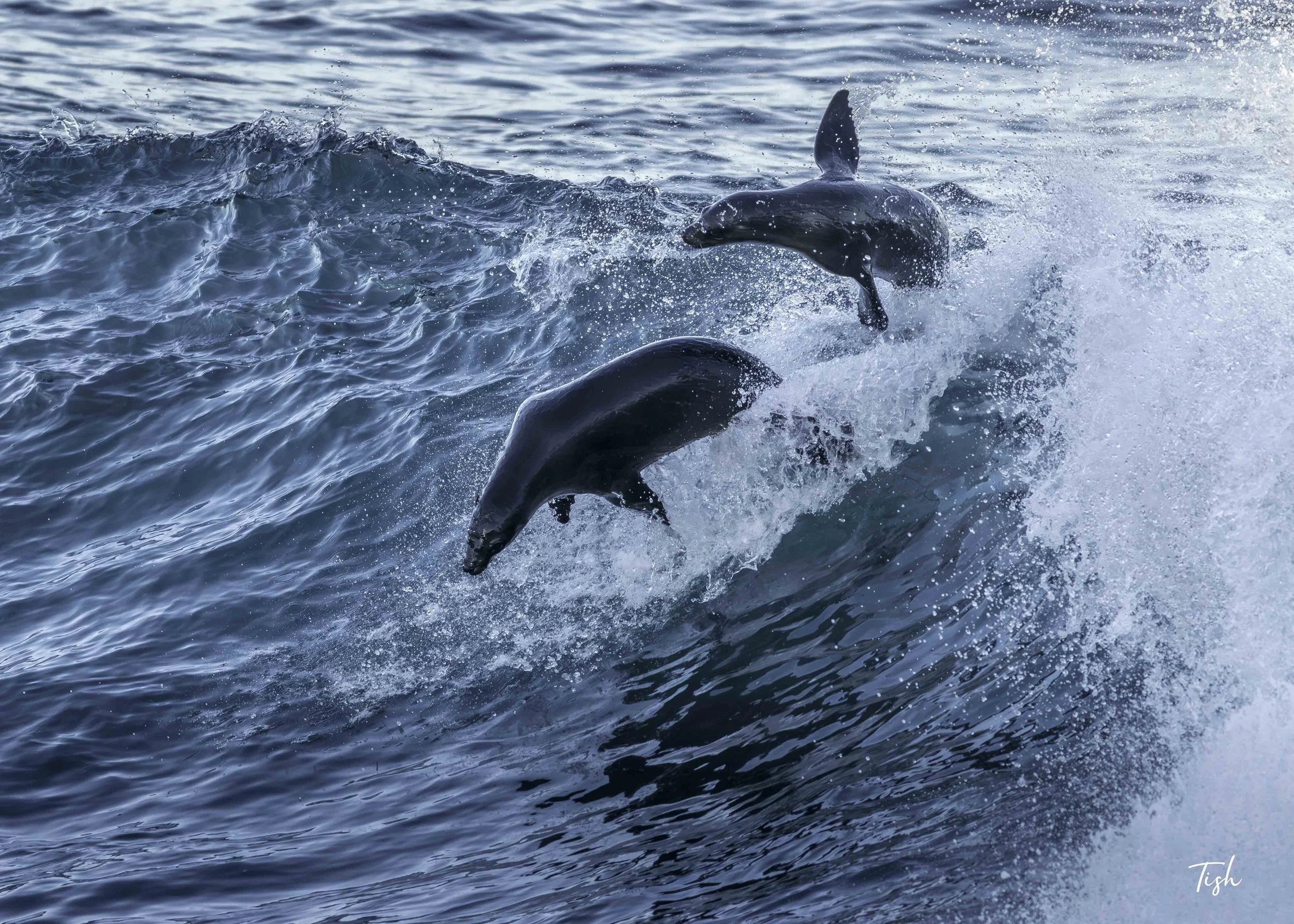 Surfing Sealions