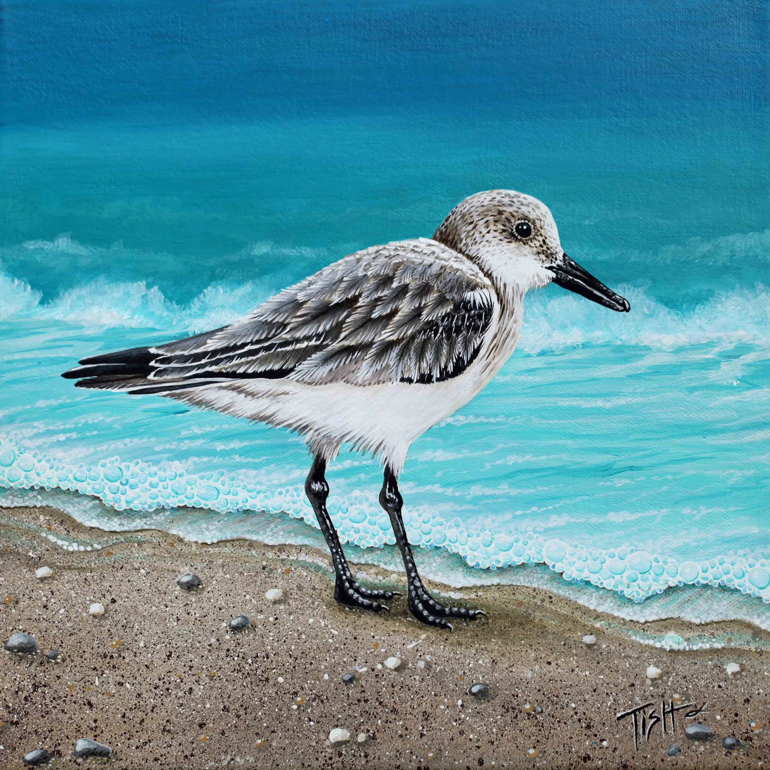 Sanderling................  SOLD