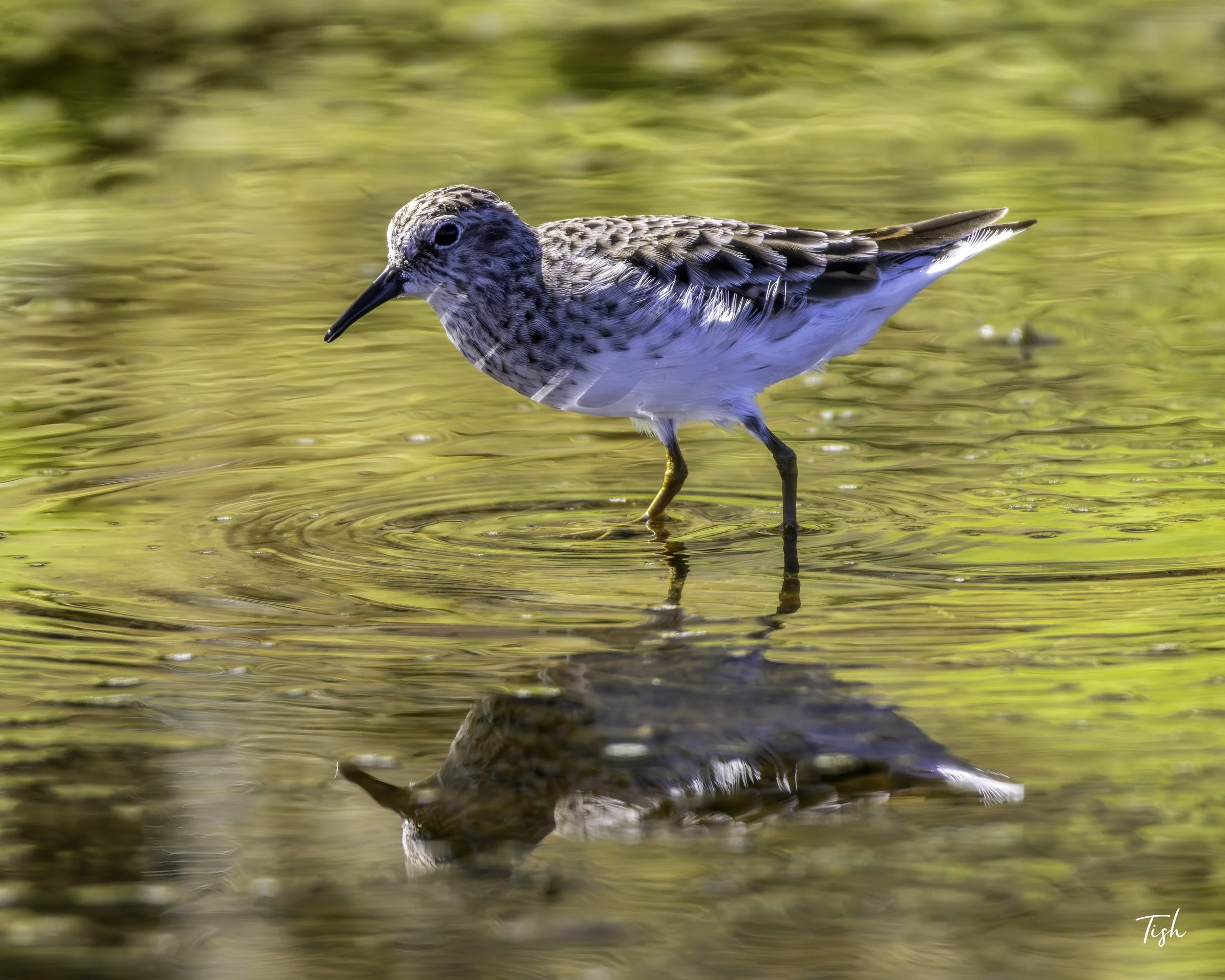 Least Sandpiper wading in the tide pools of La Jolla.