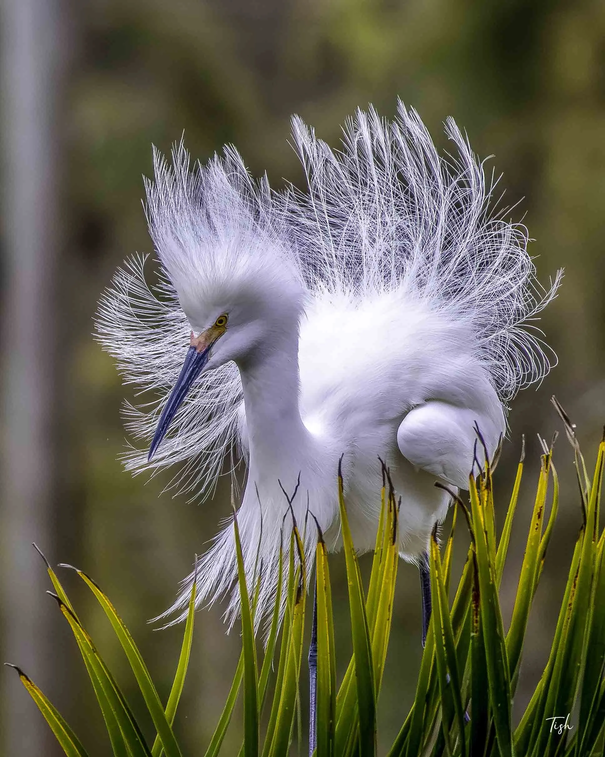 Snowy Egret breeding plumage