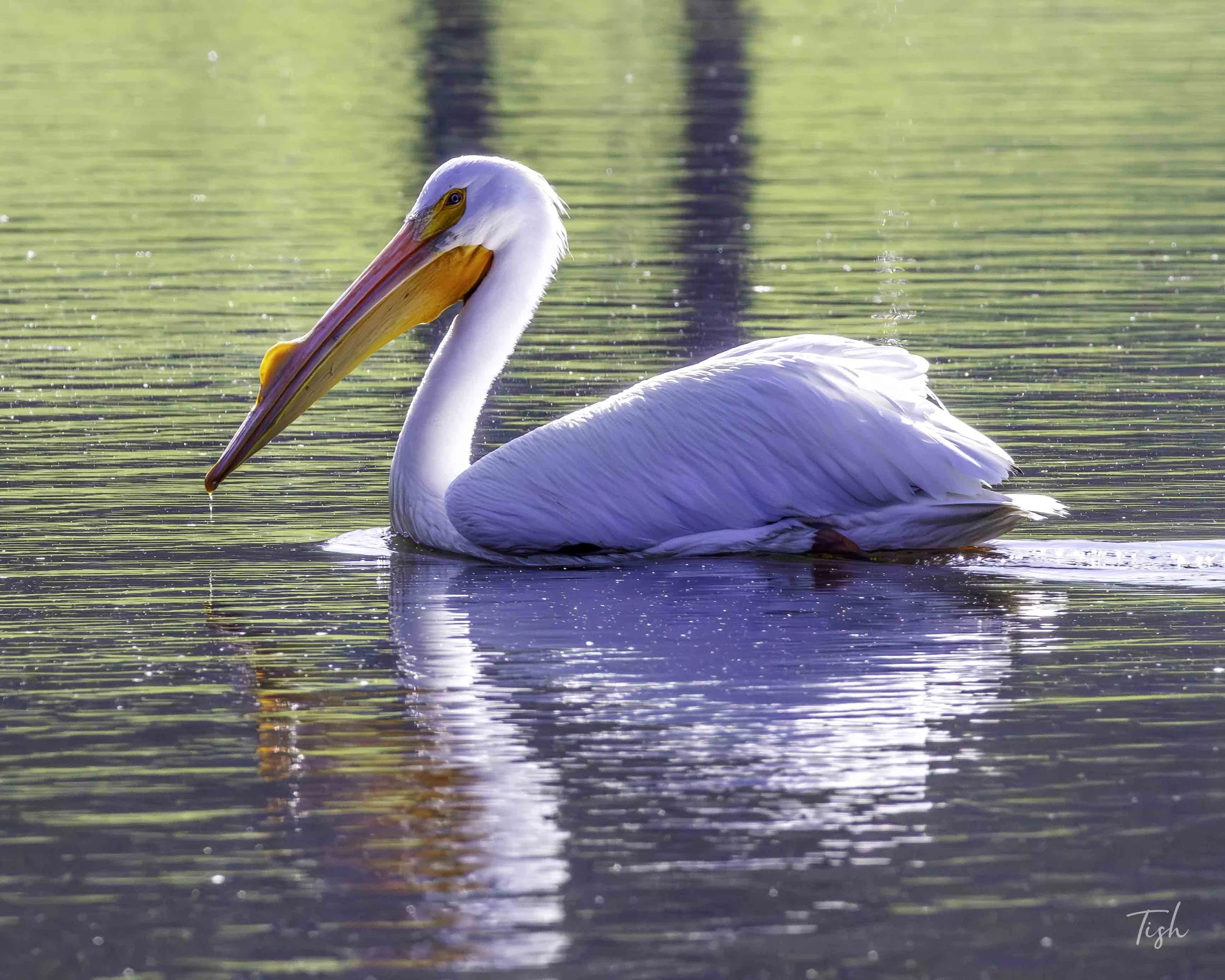 American White Pelican