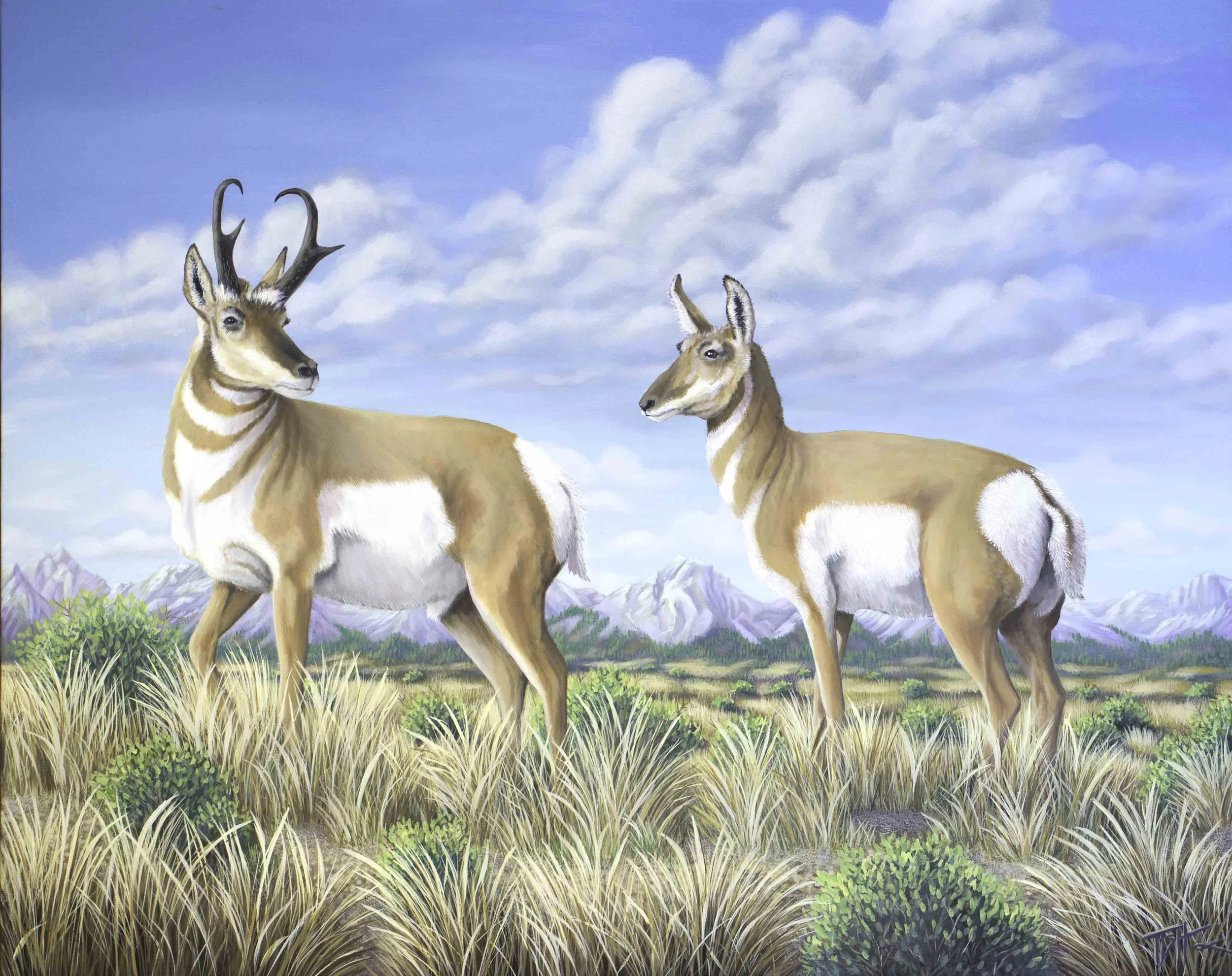 Pronghorn Pair