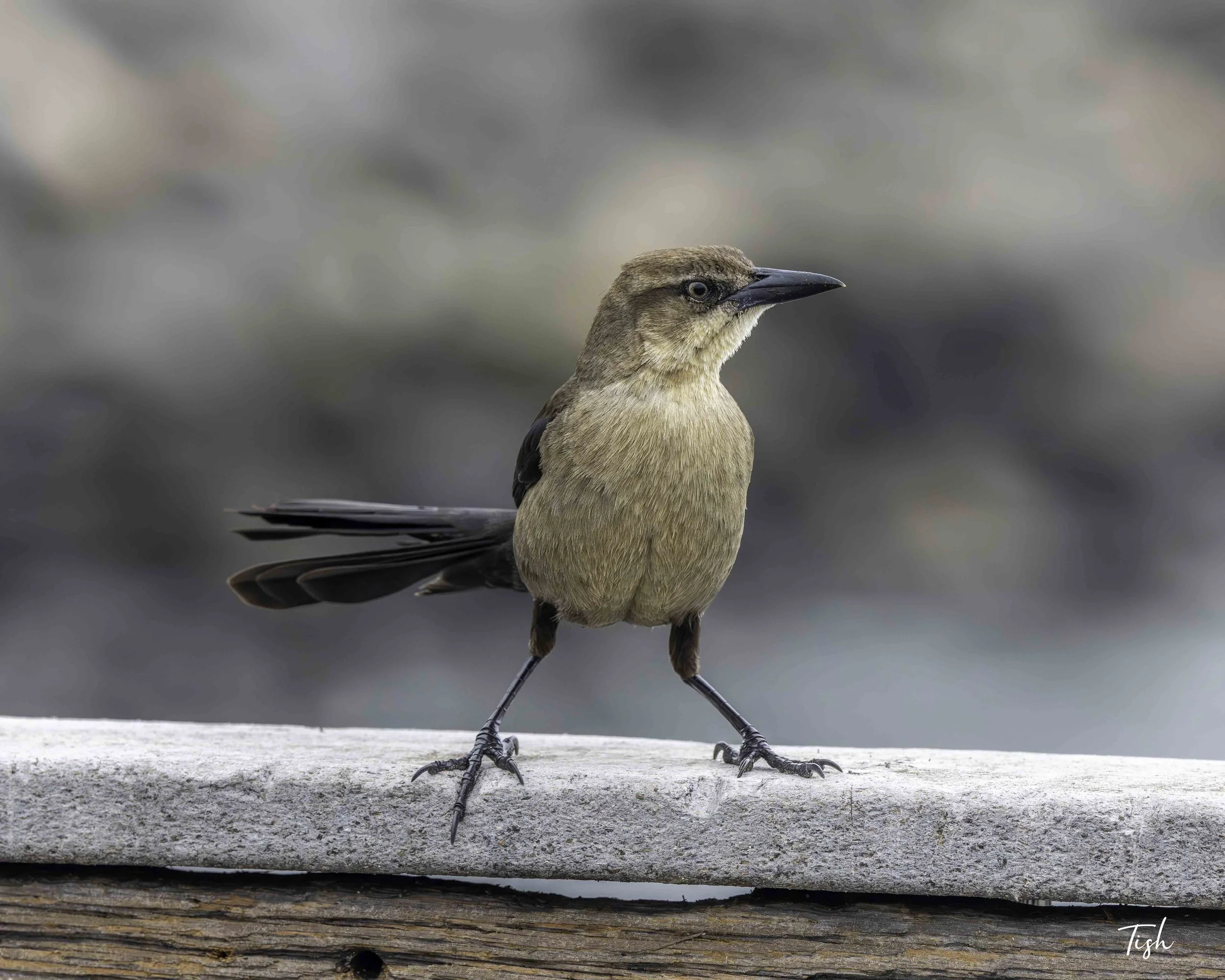 Female Grackle