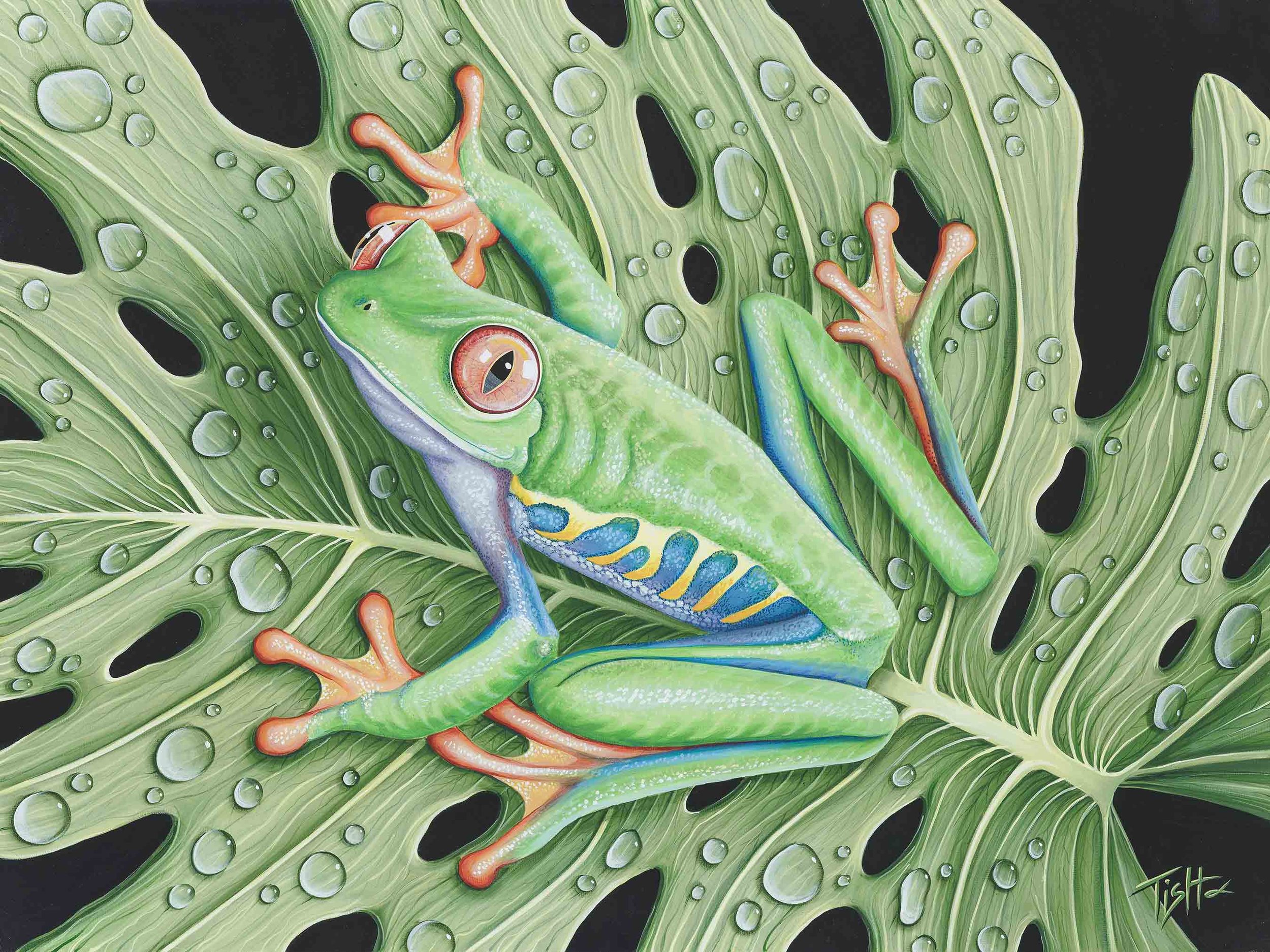 Tropical Rain Frog