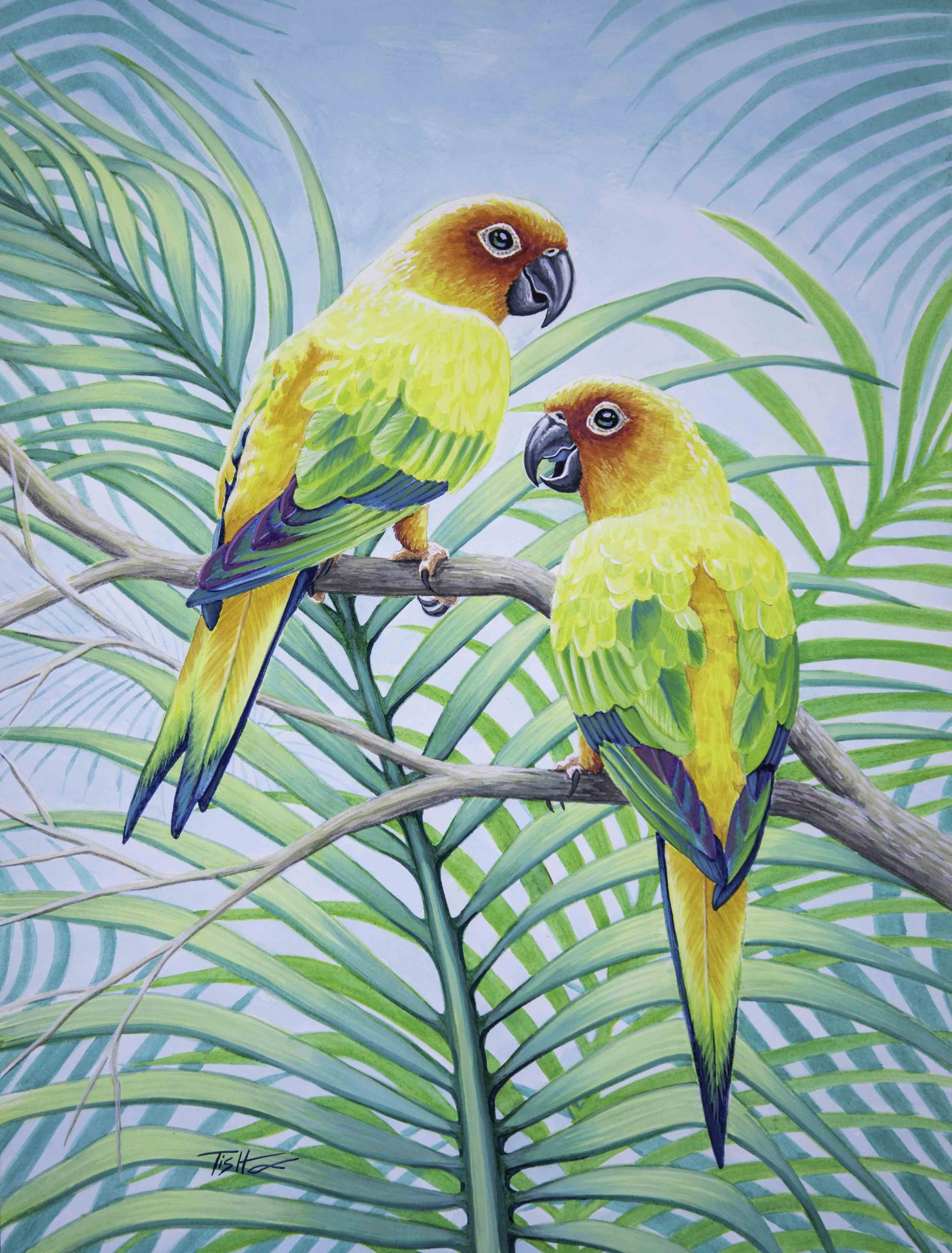 Sun Conures
