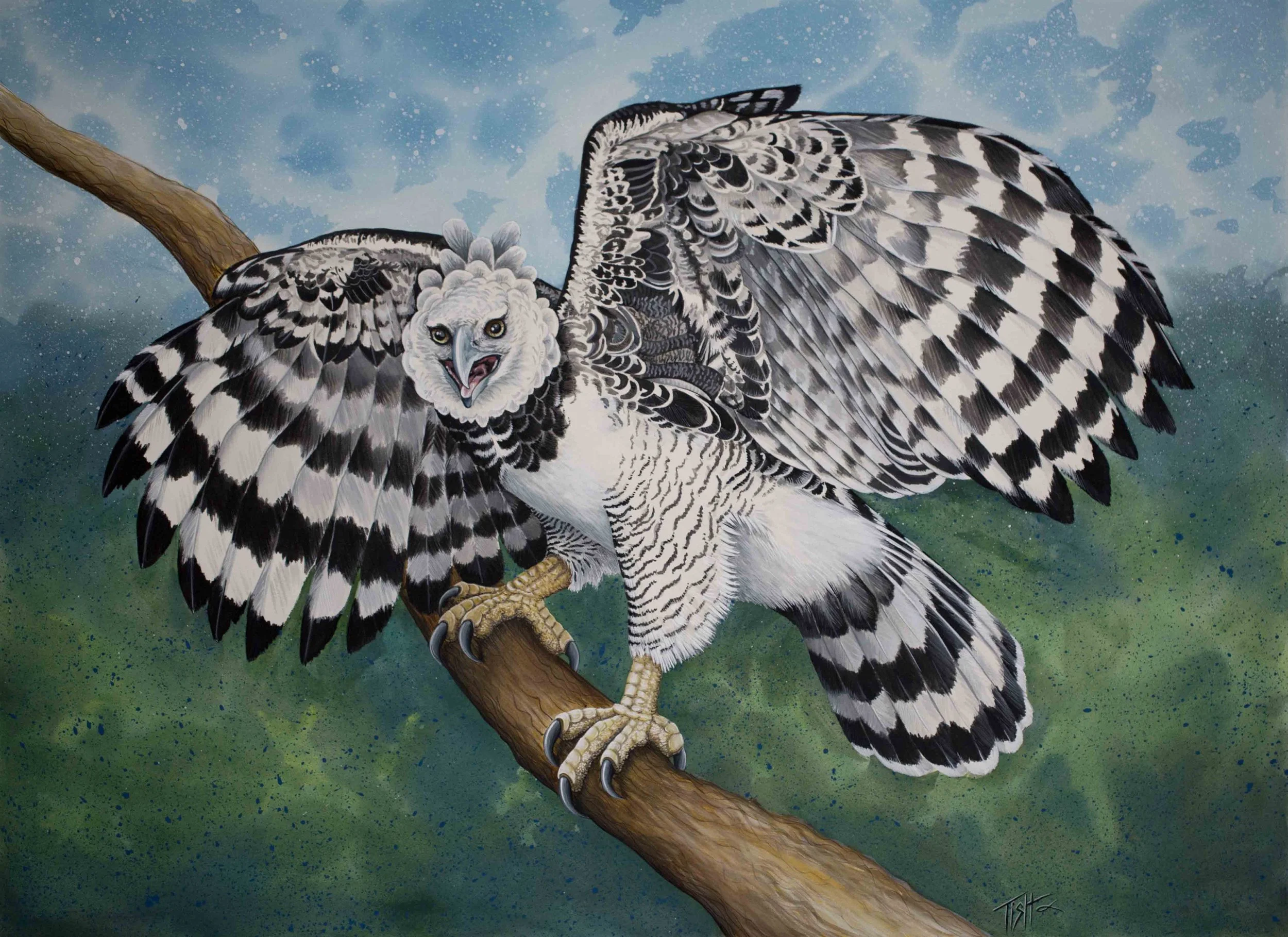 Harpy Eagle Watercolor