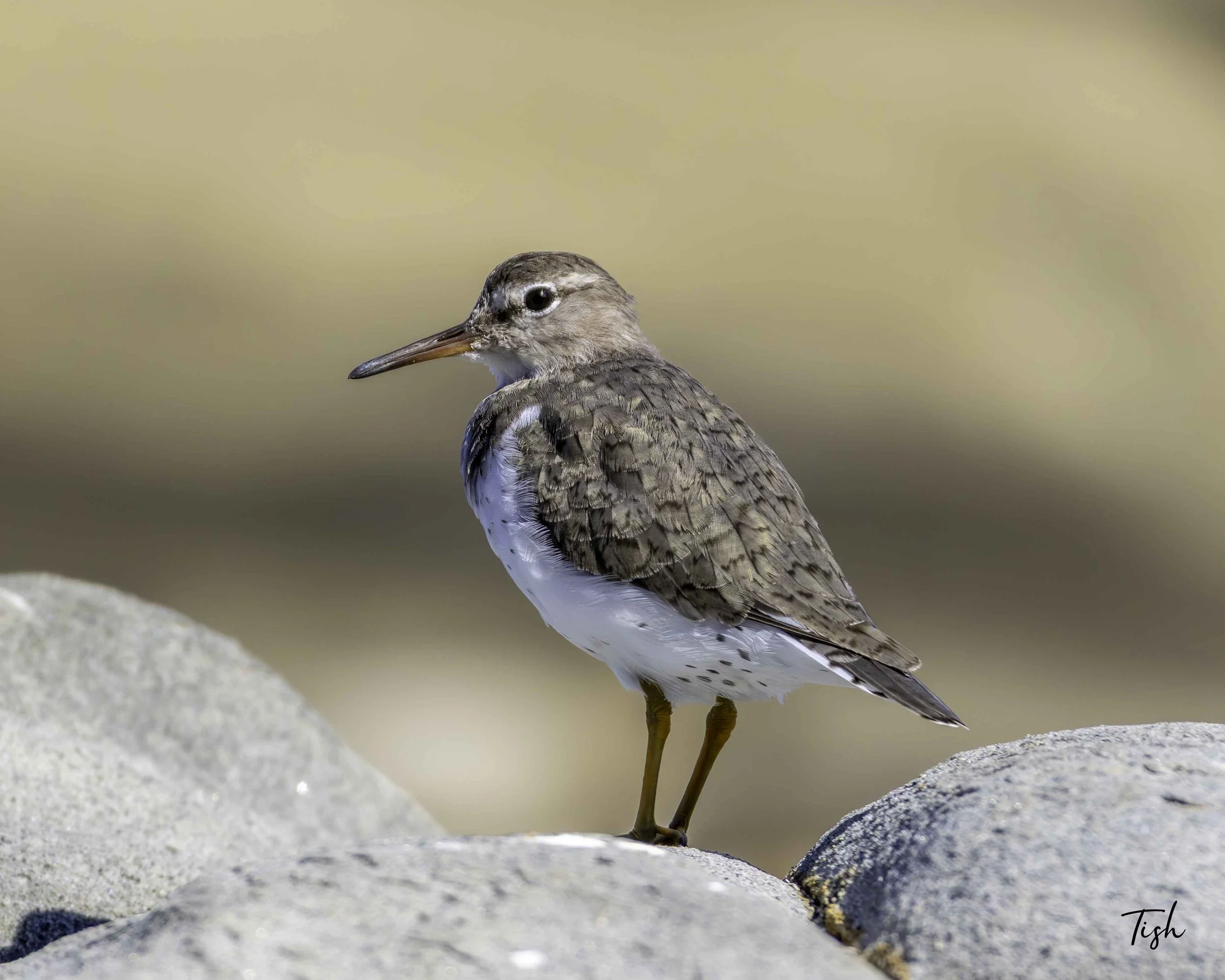 Spotted Sandpiper on the rocks at La Jolla.