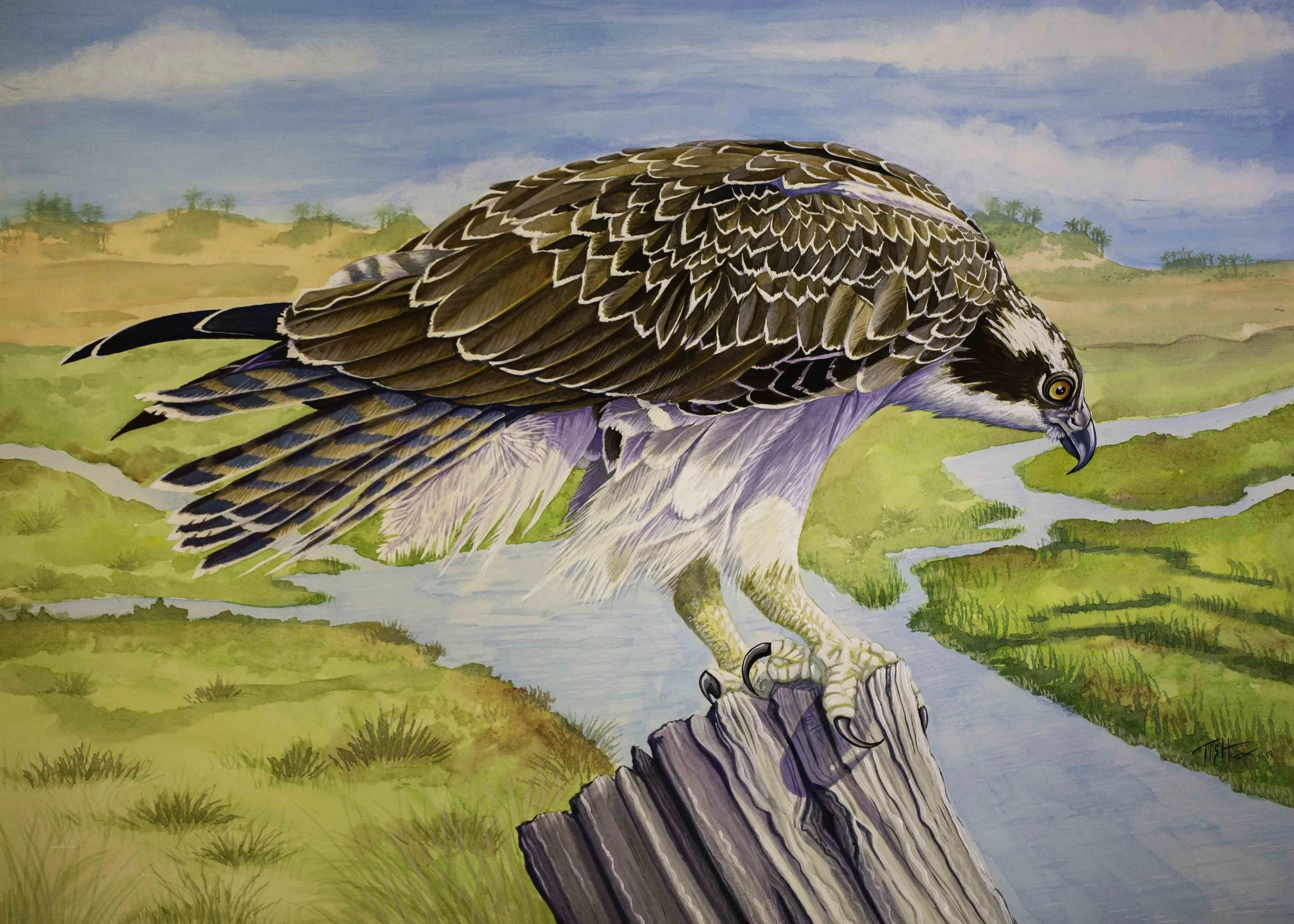 Osprey Watercolor