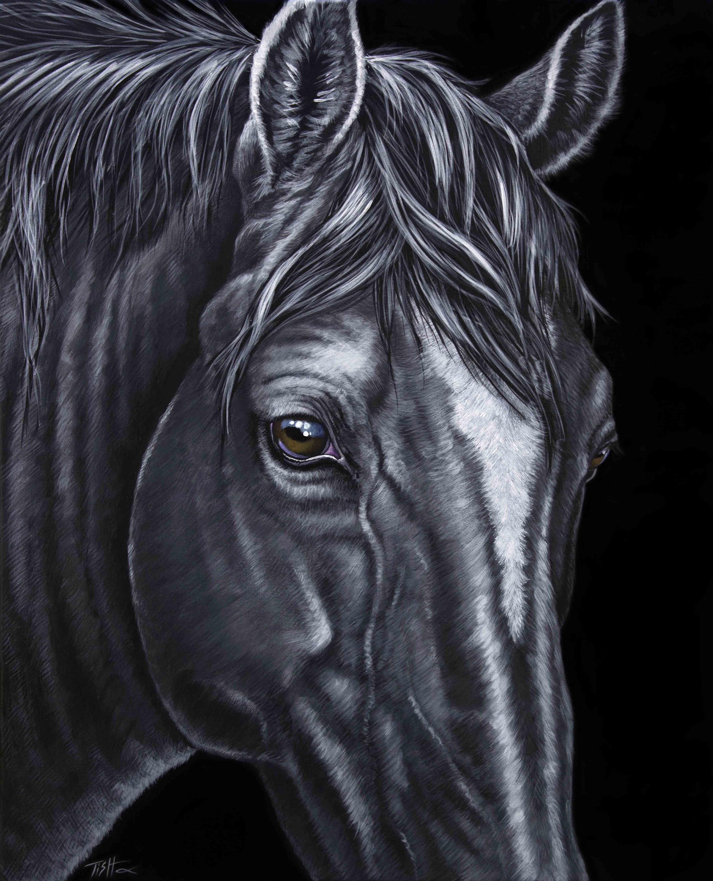 Black Horse portrait