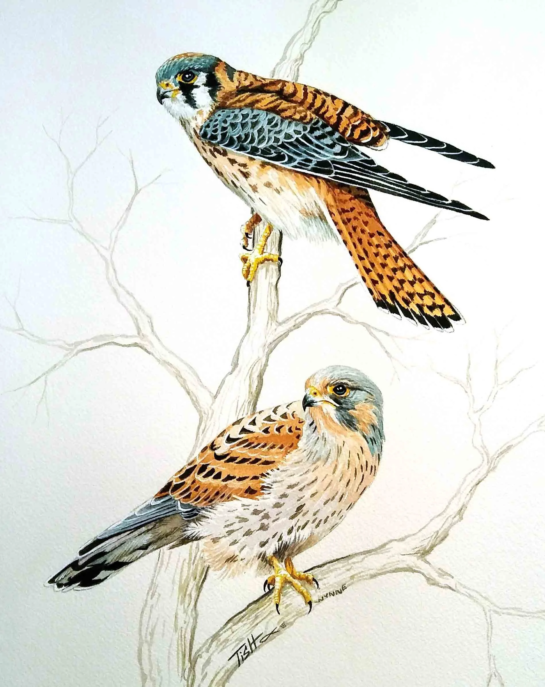 Kestrel's