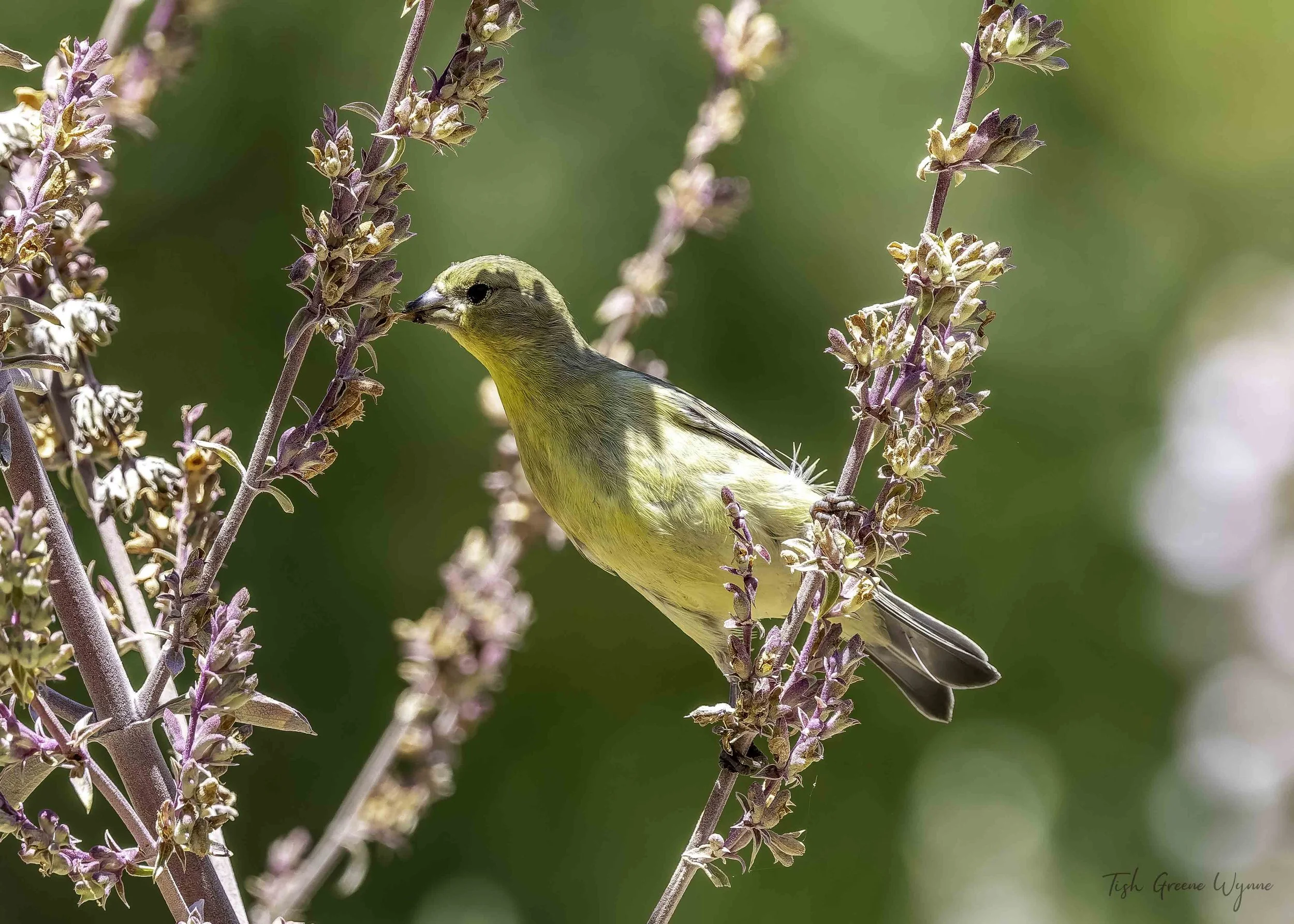 Lesser Goldfinch female
