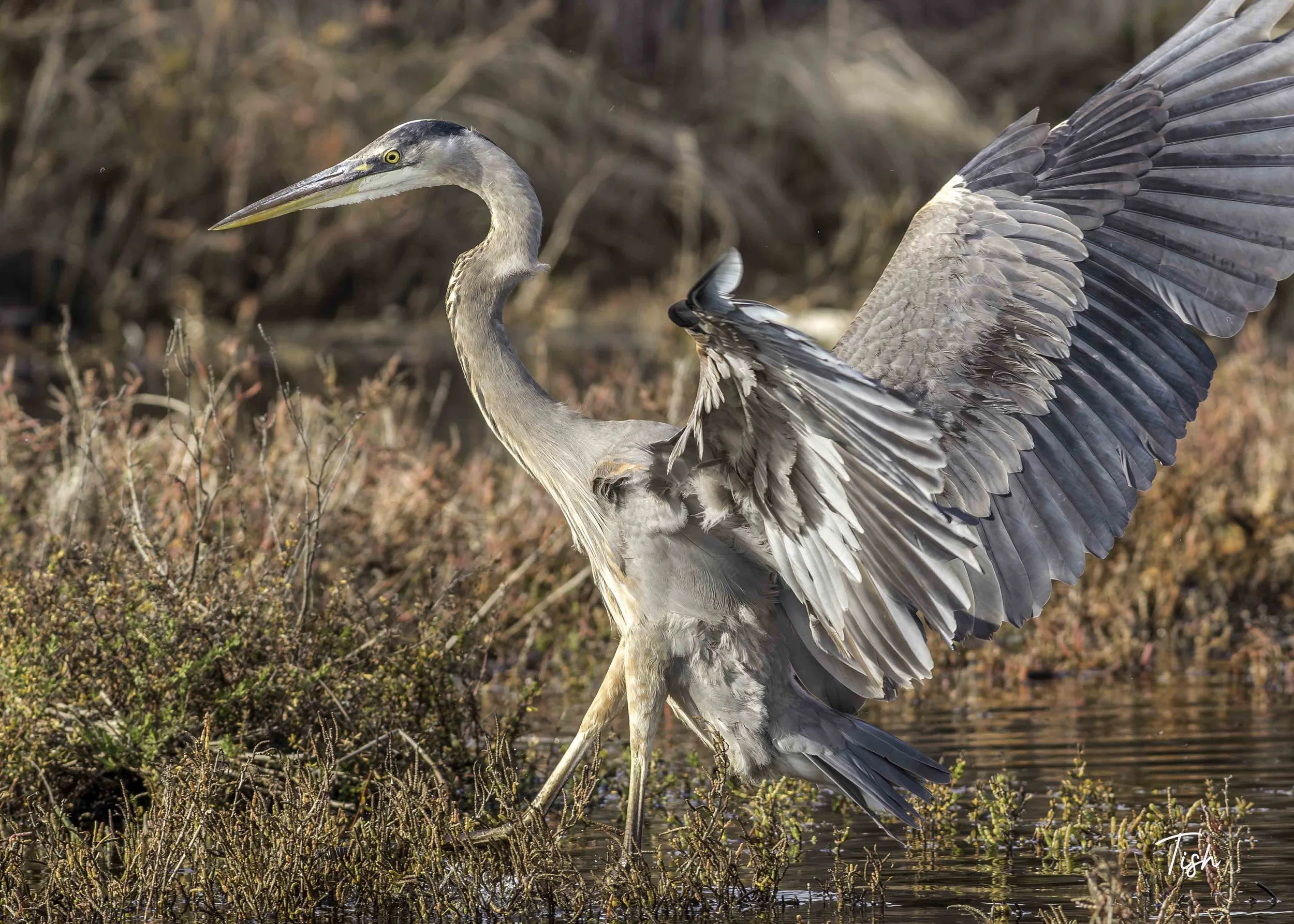 Great Blue Heron landing
