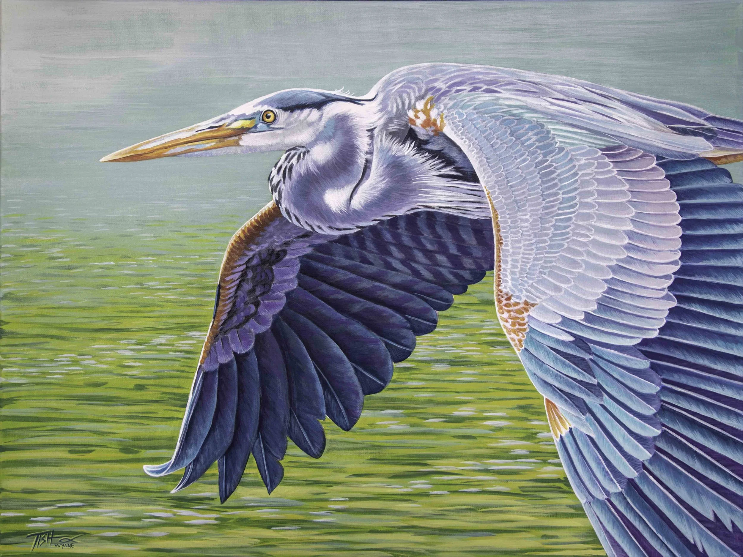 Flying Blue Heron
