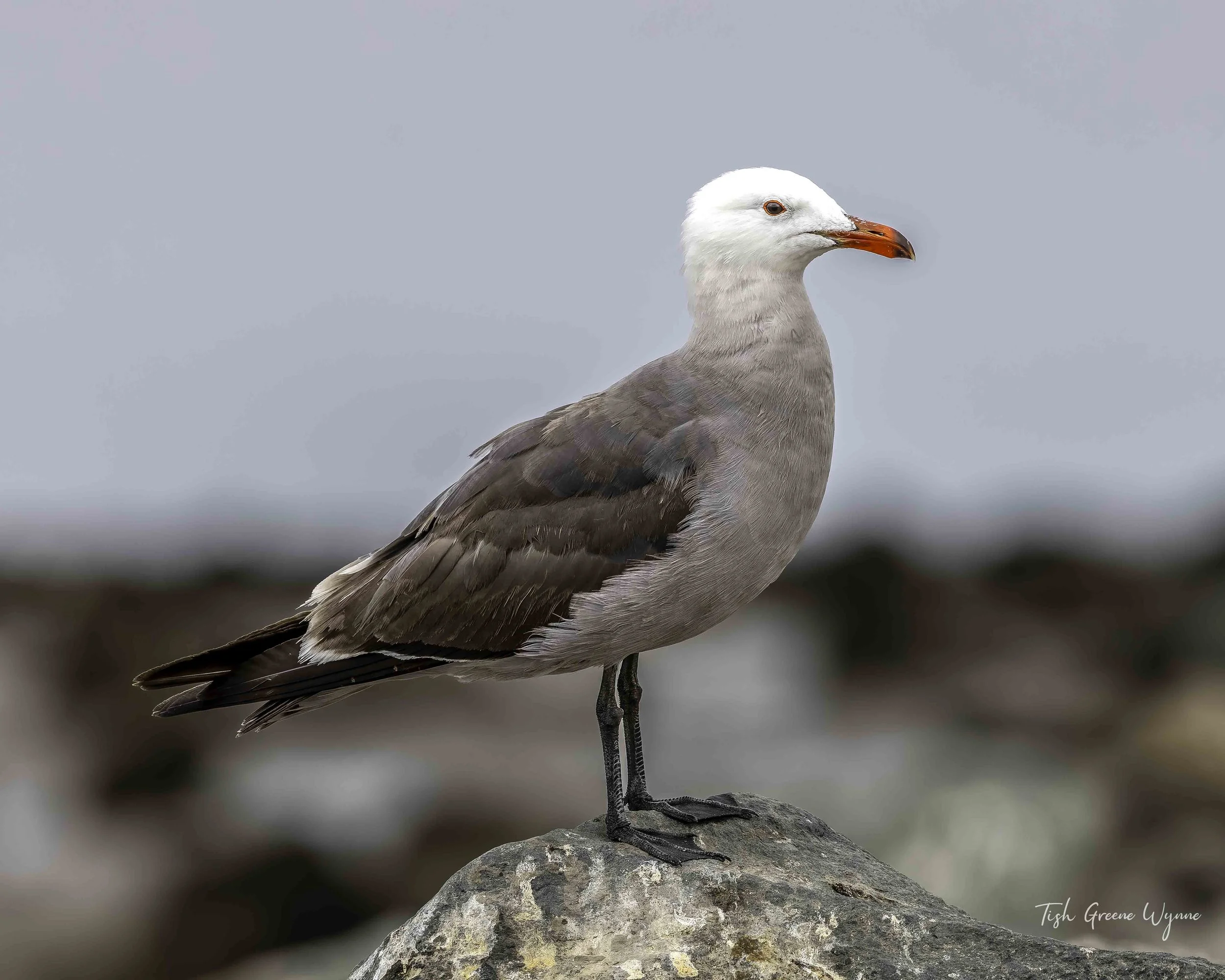Heermanns Gull