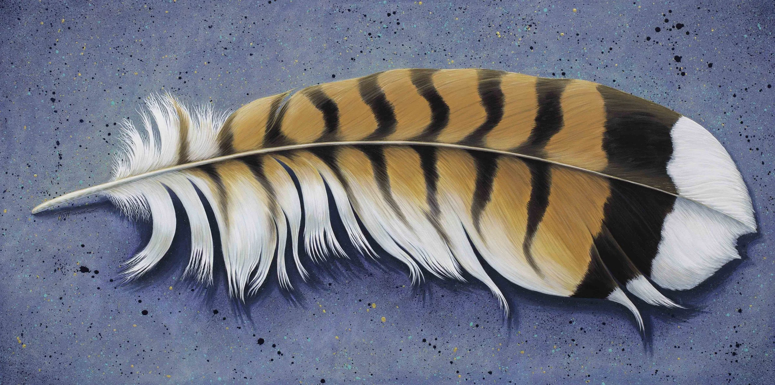Red Tail Hawk Feather