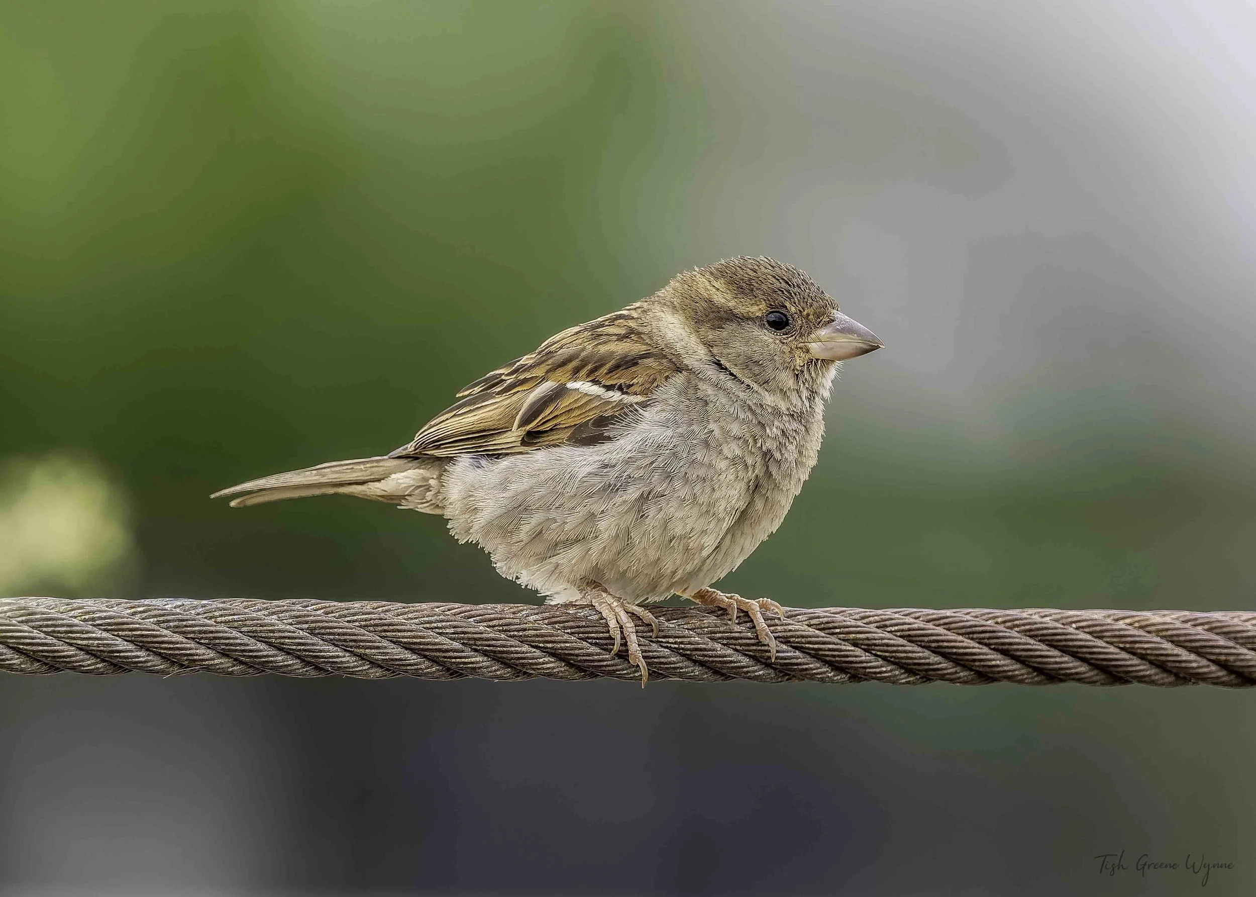 House Sparrow female