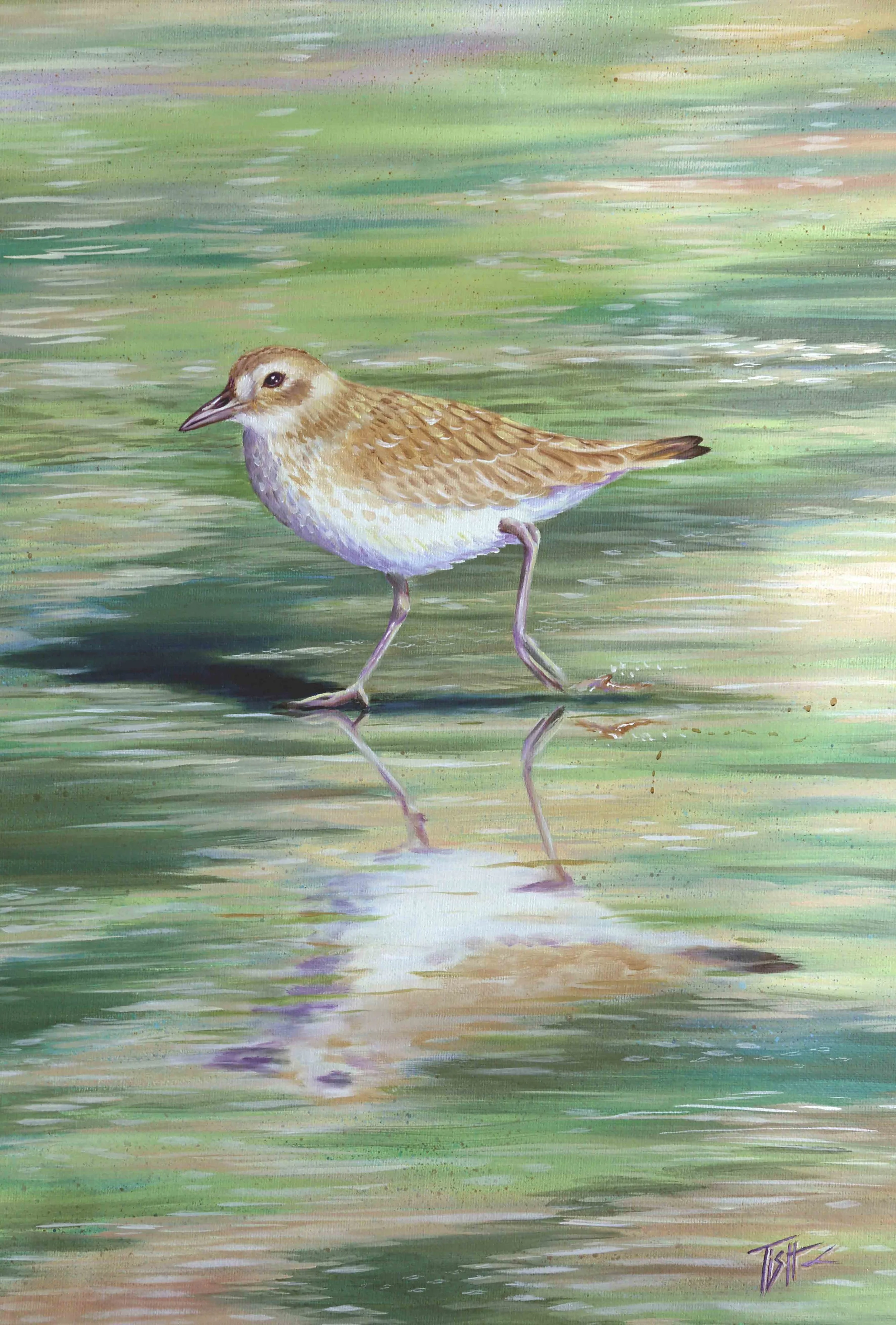 Plover Reflections
