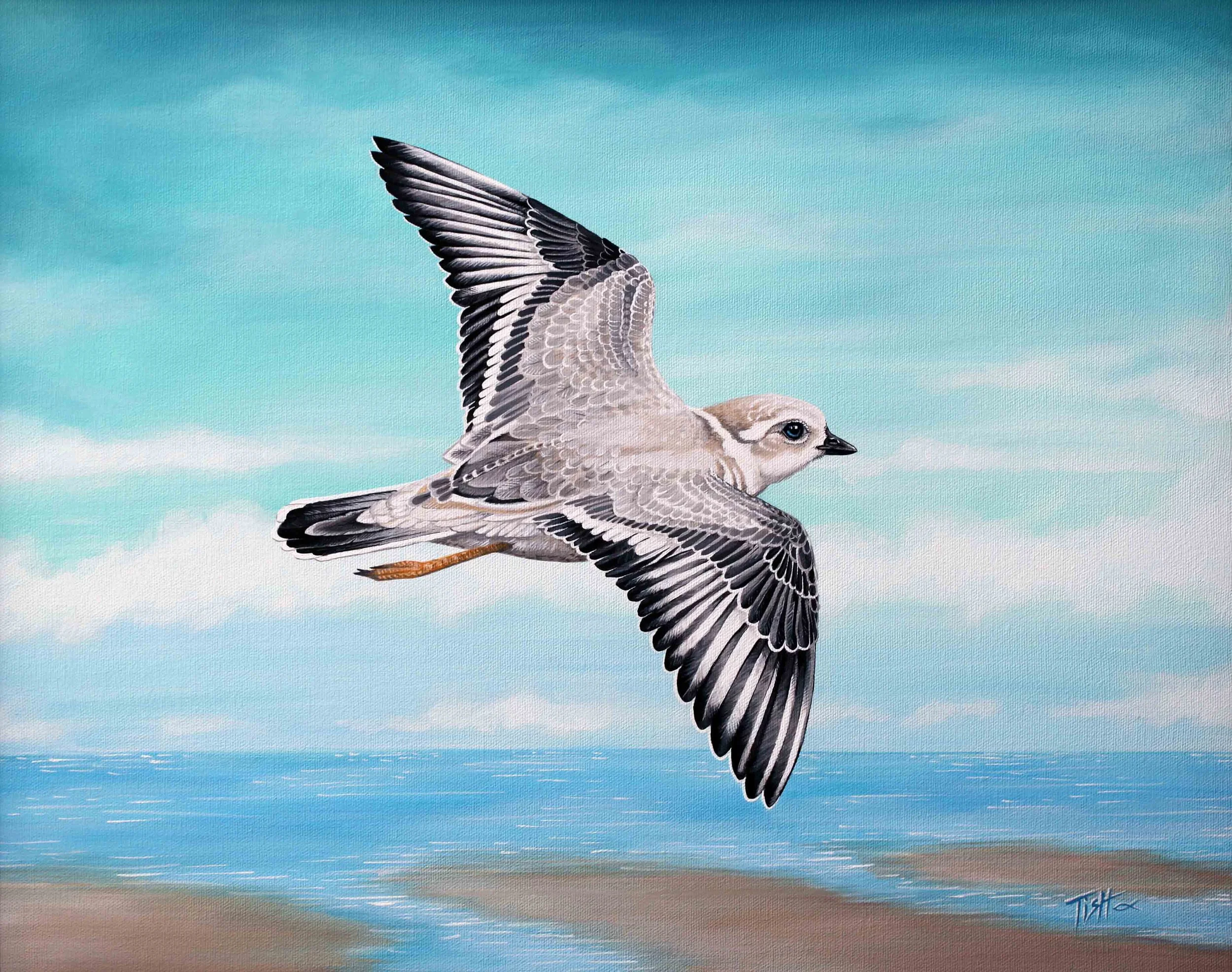 Snowy Plover Flying............  SOLD
