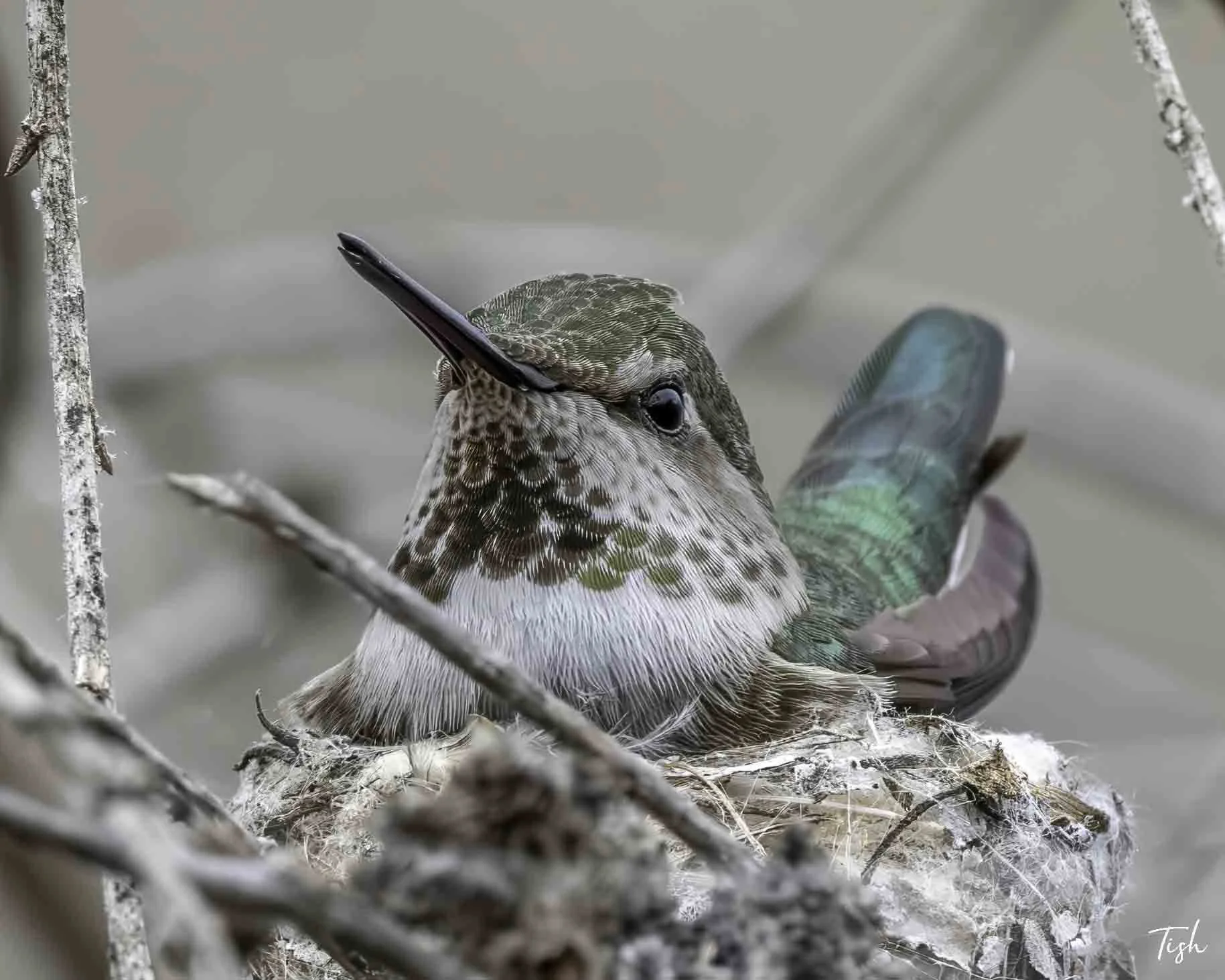 A close-up of a hummingbird sitting on its nest, surrounded by branches and twigs.