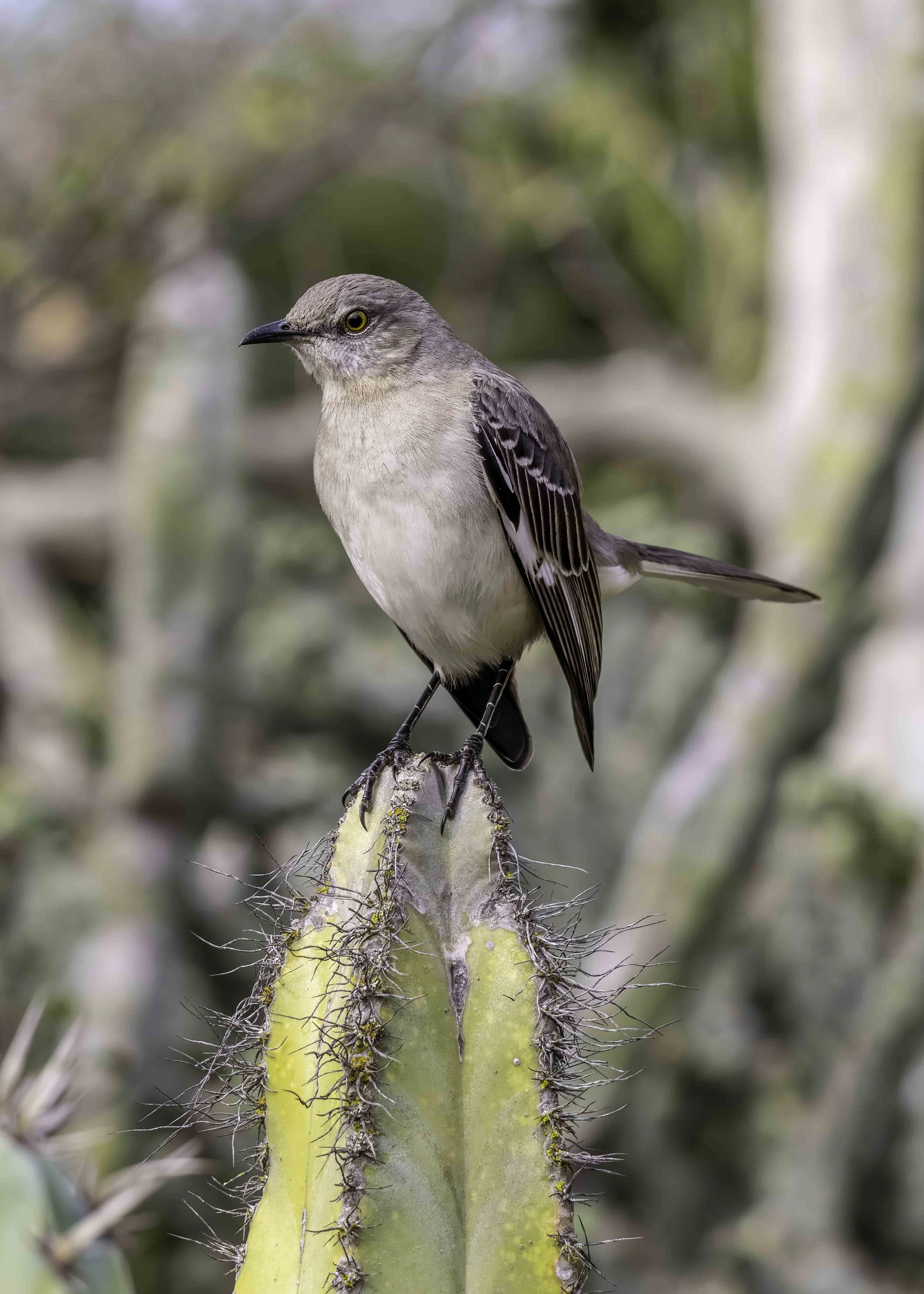 A bird with brown and beige feathers perched on a green cactus plant with spines, background of blurred desert foliage.